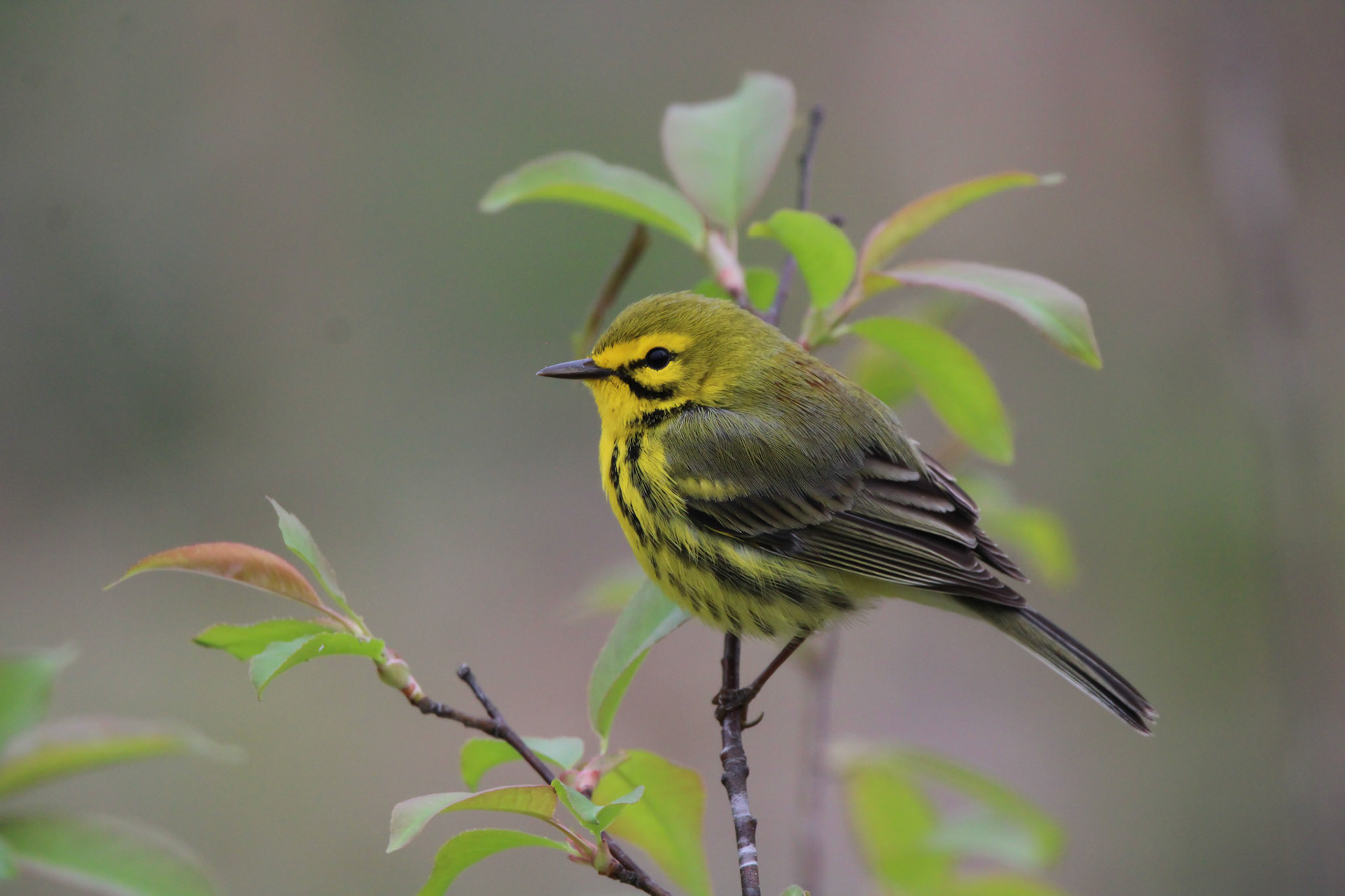 Prairie Warbler