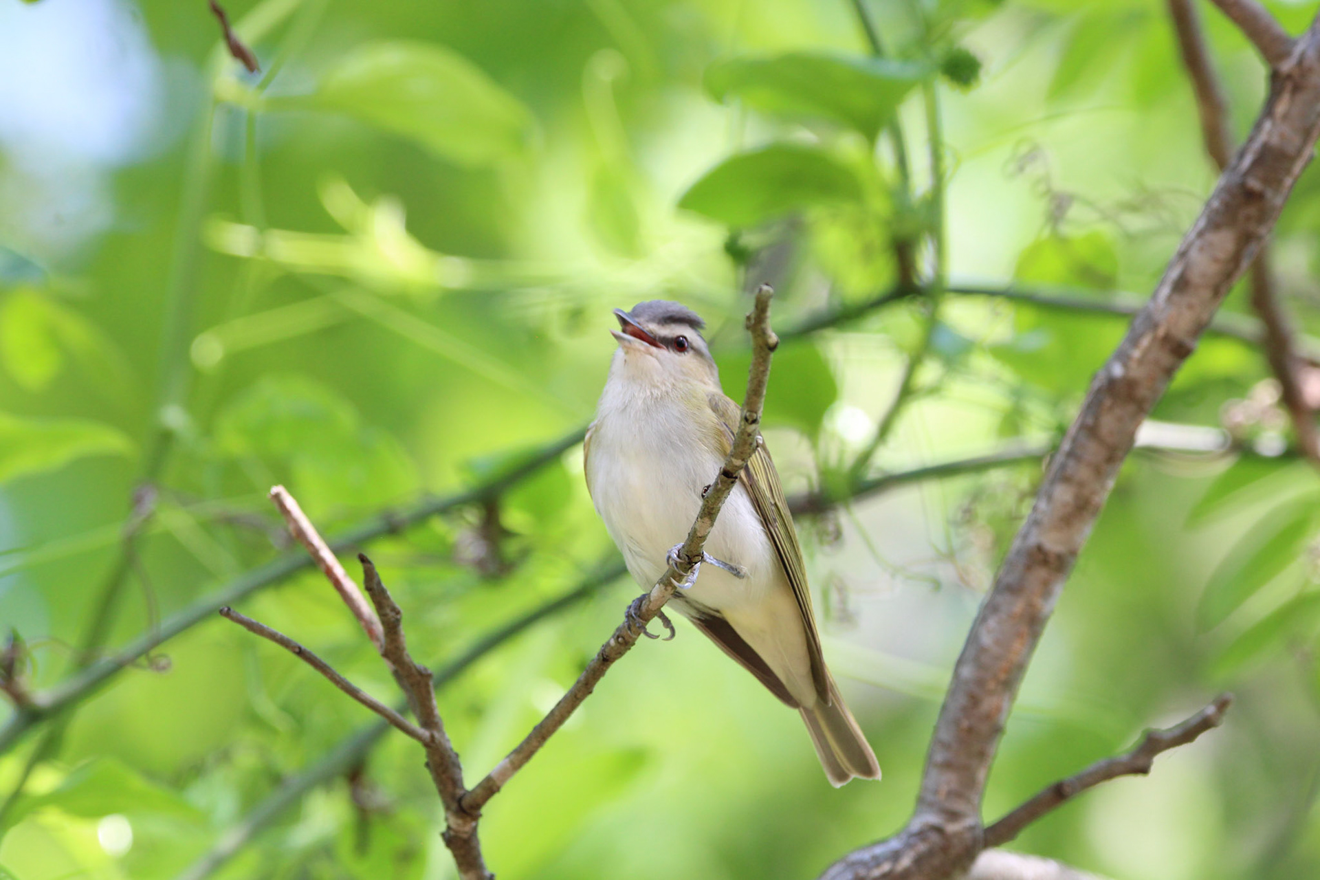 Red-eyed Vireo