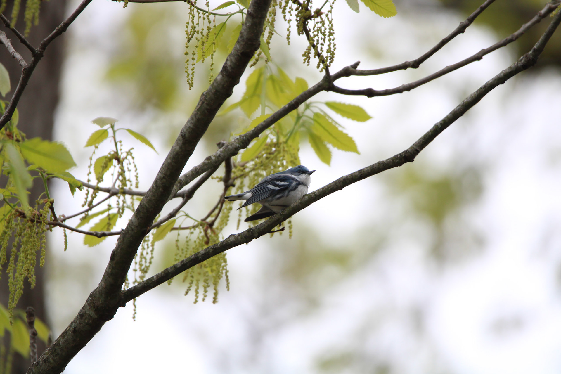 Cerulean Warbler