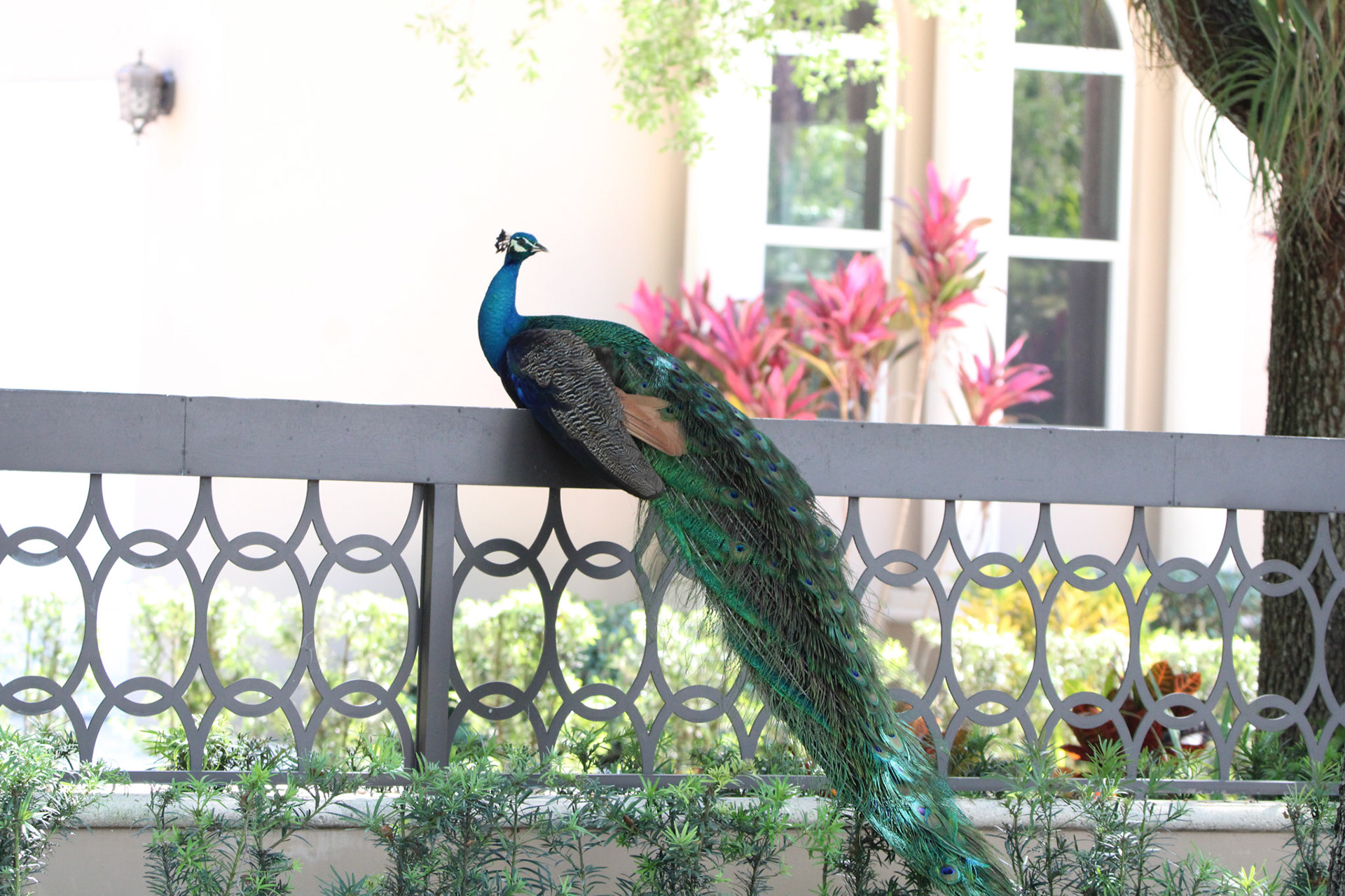 Indian Peafowl