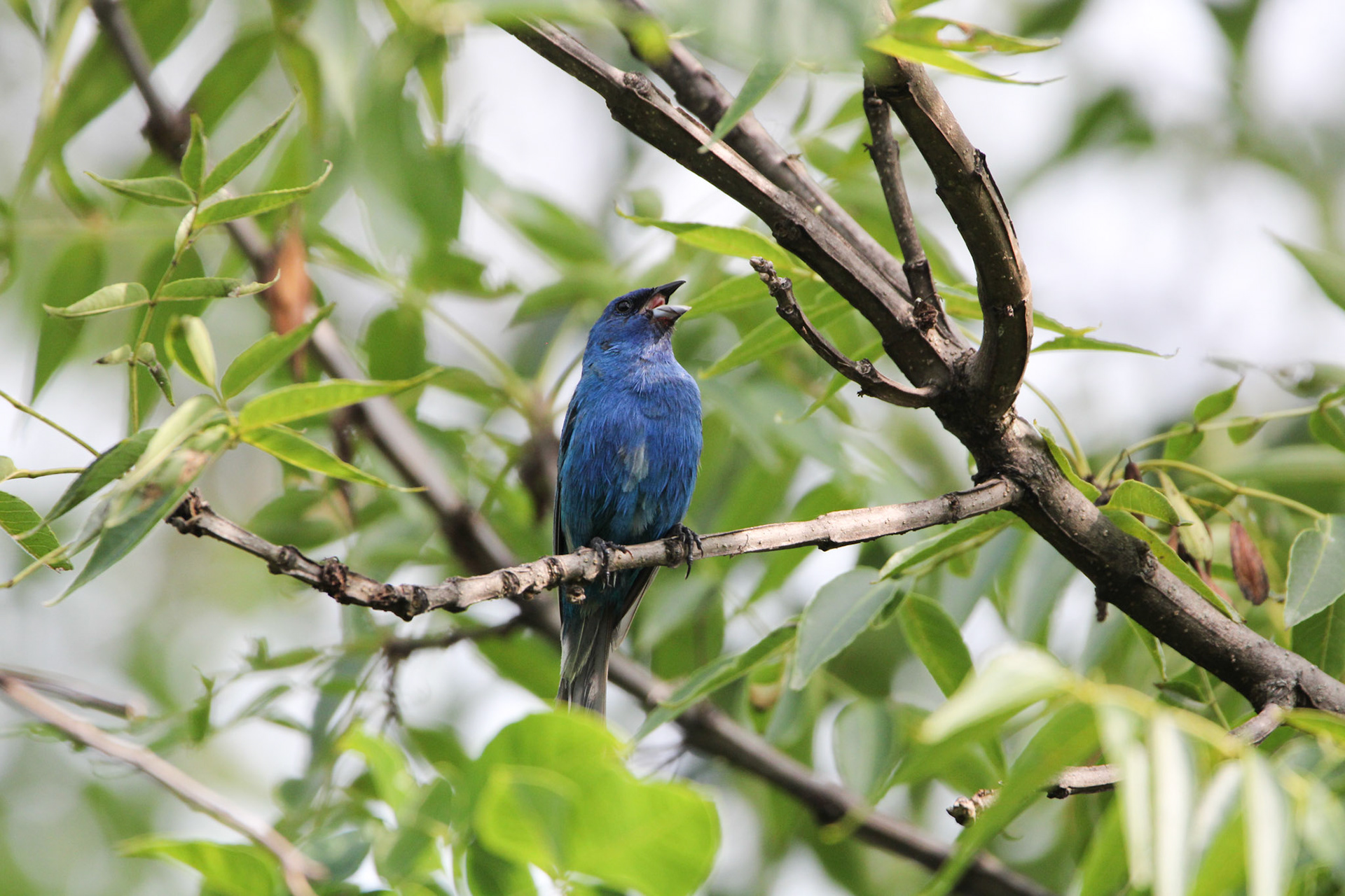 Indigo Bunting