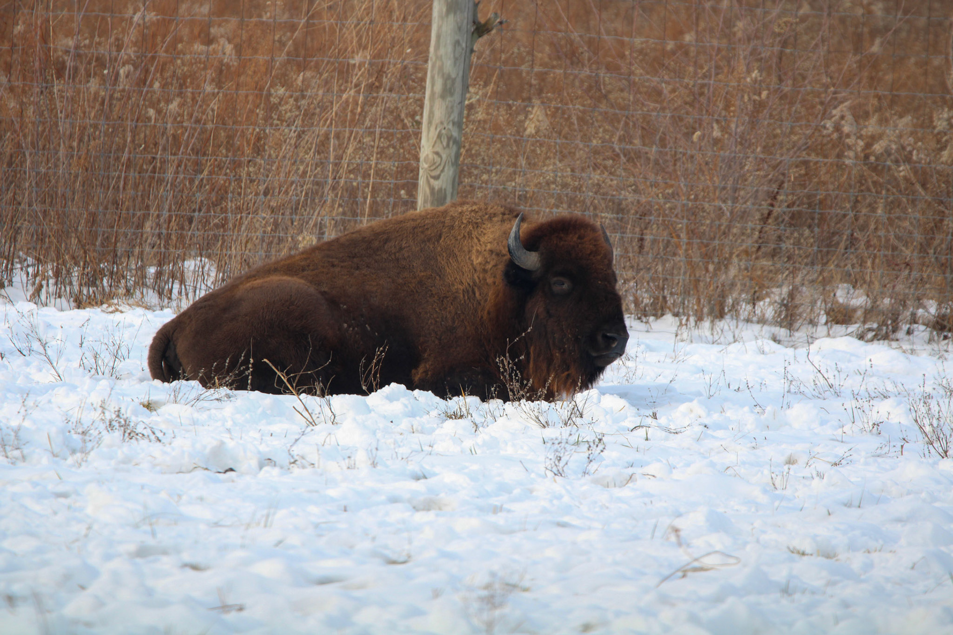 Bison