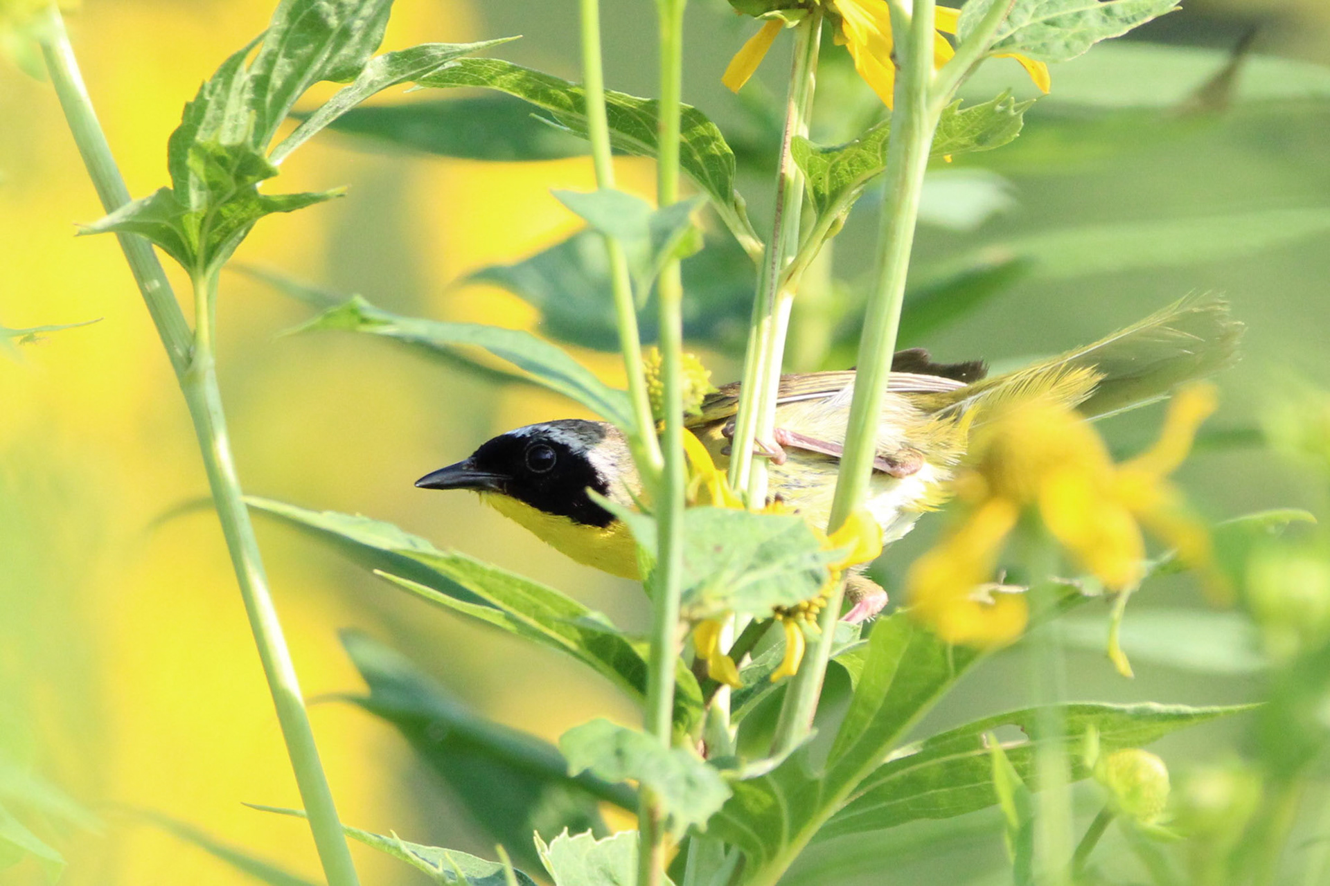 Common Yellowthroat