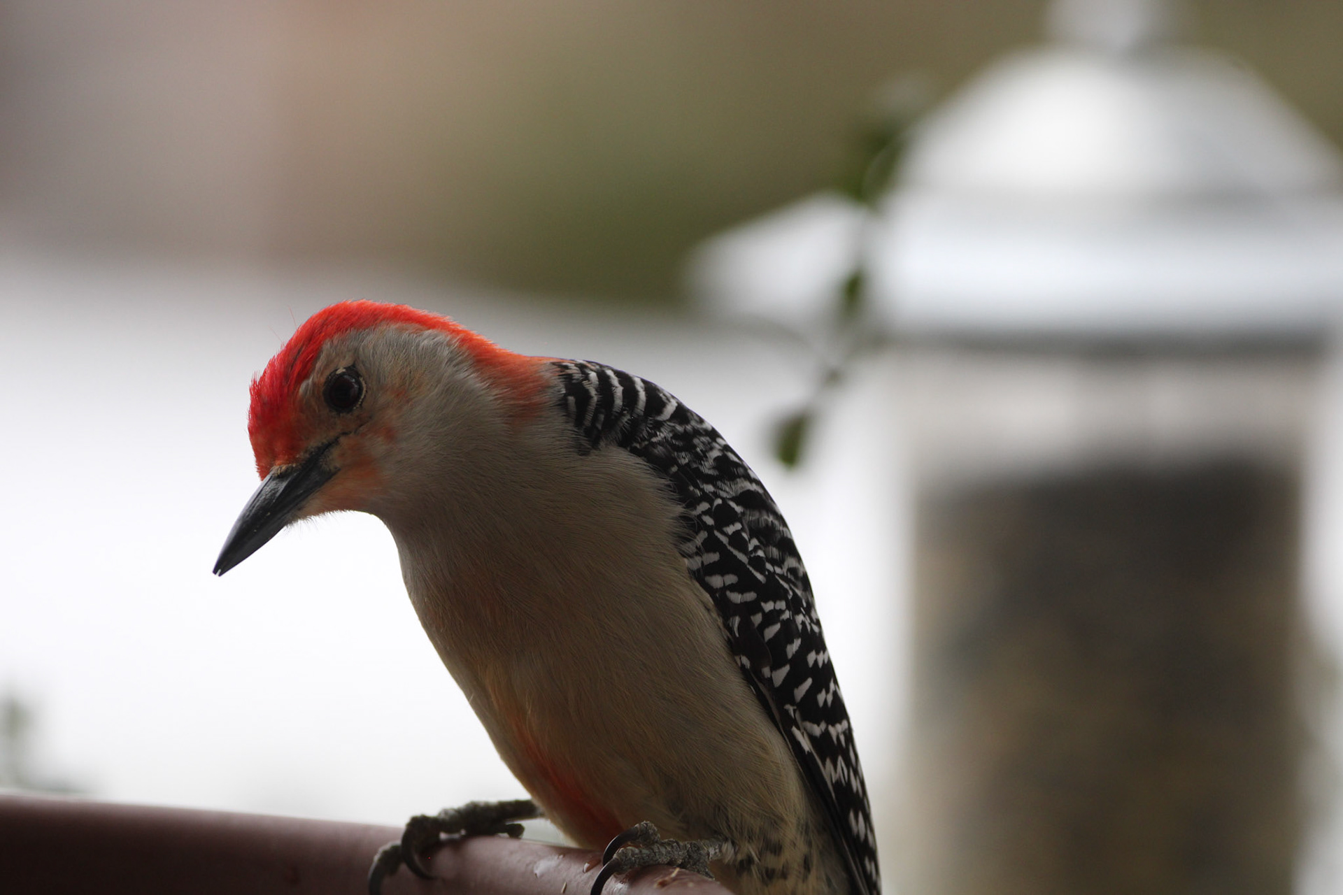 Red-bellied Woodpecker