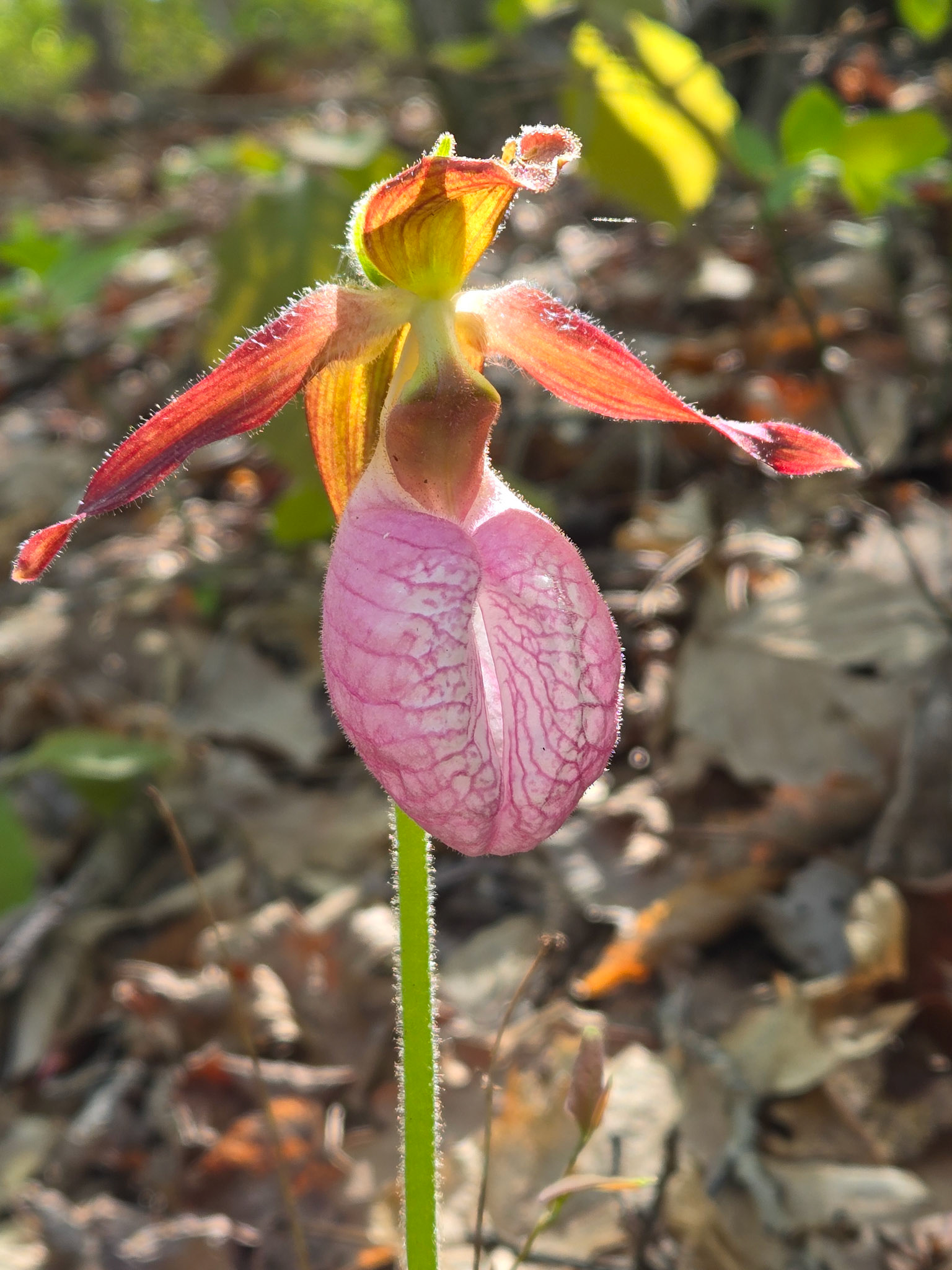 Pink Lady's Slipper