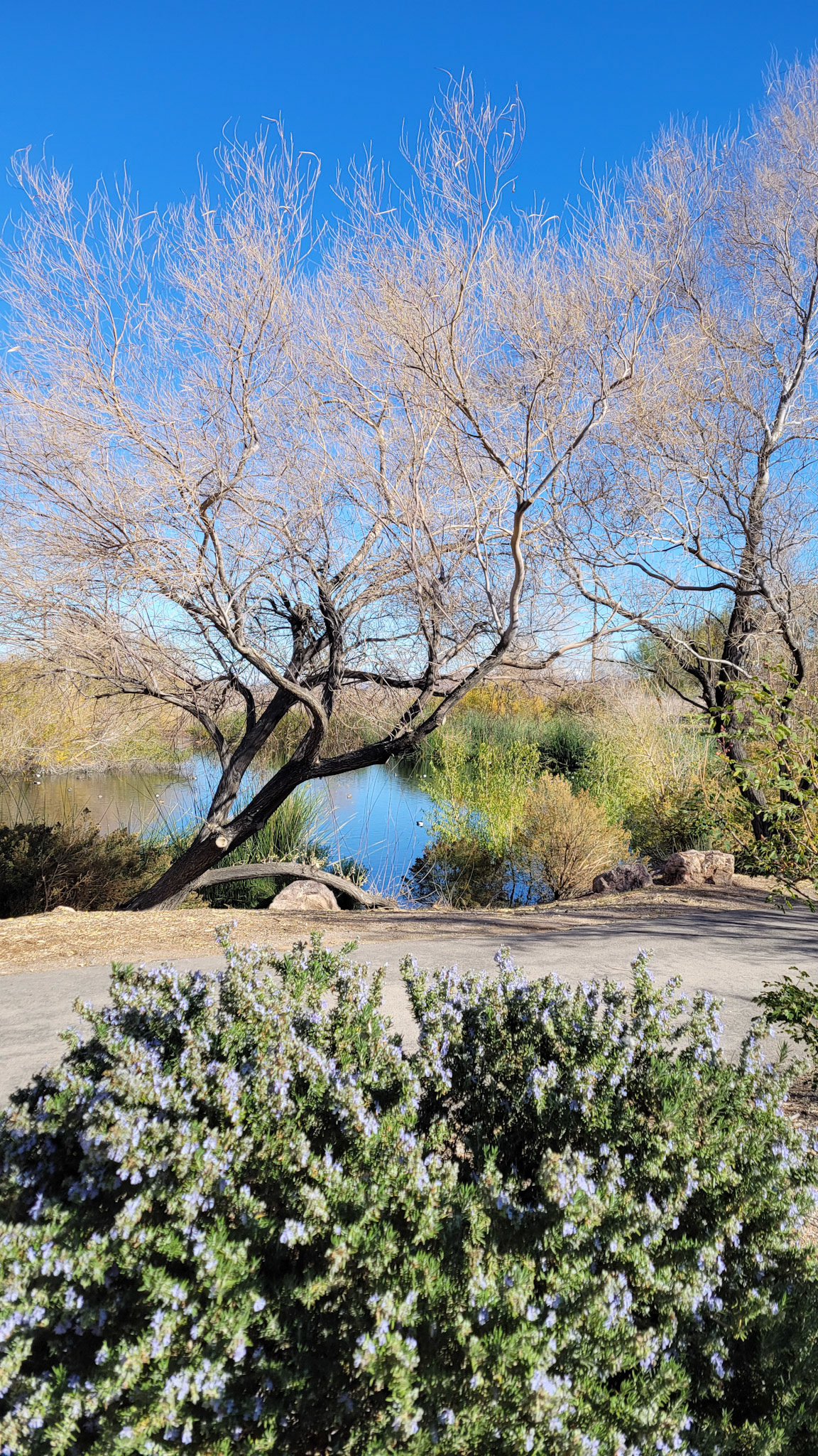 Henderson Bird Viewing Preserve