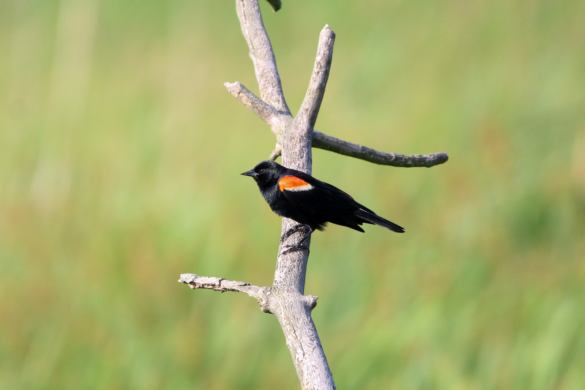 Red-winged Blackbird