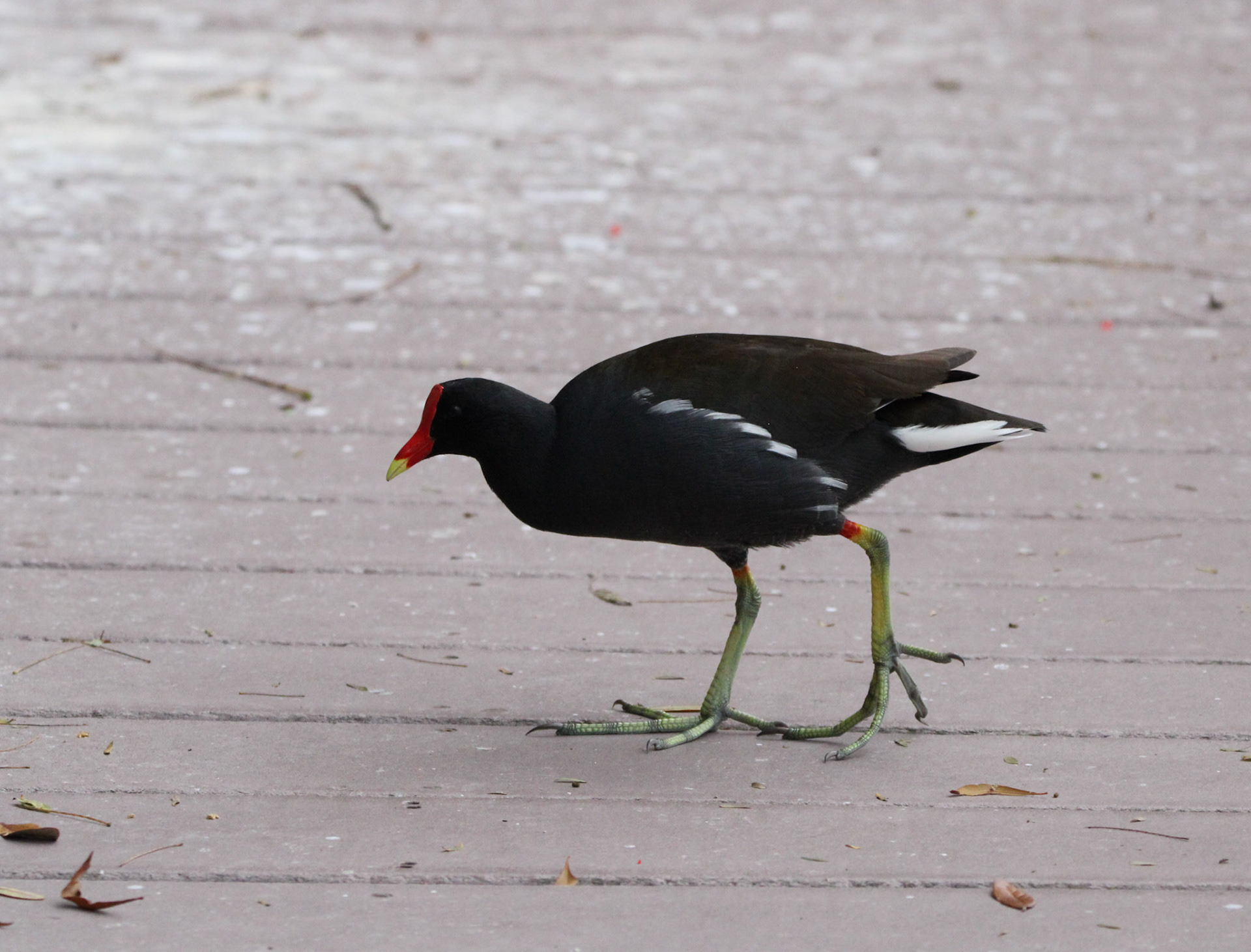 Common Gallinule