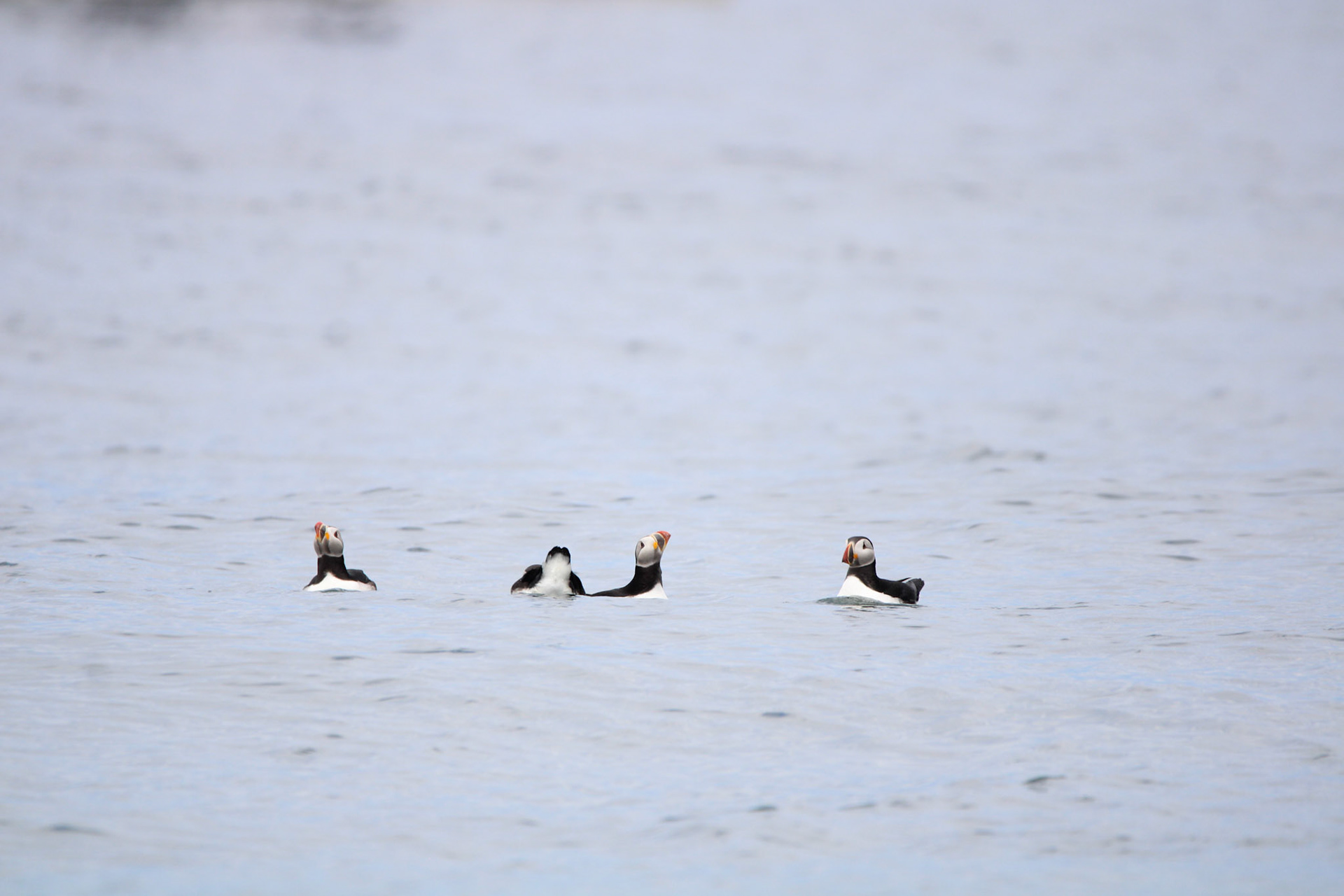 Atlantic Puffin