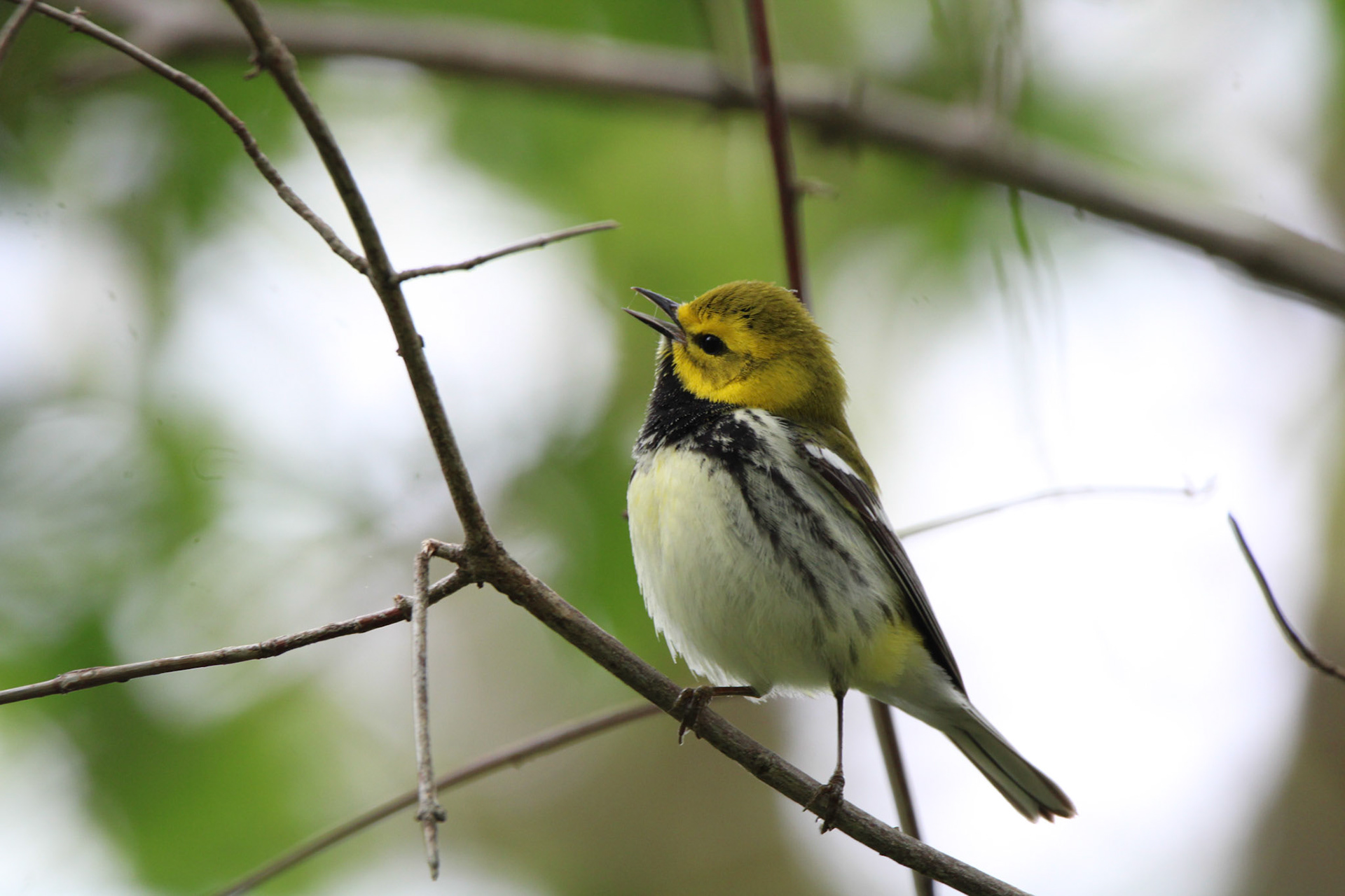 Black-throated Green Warbler