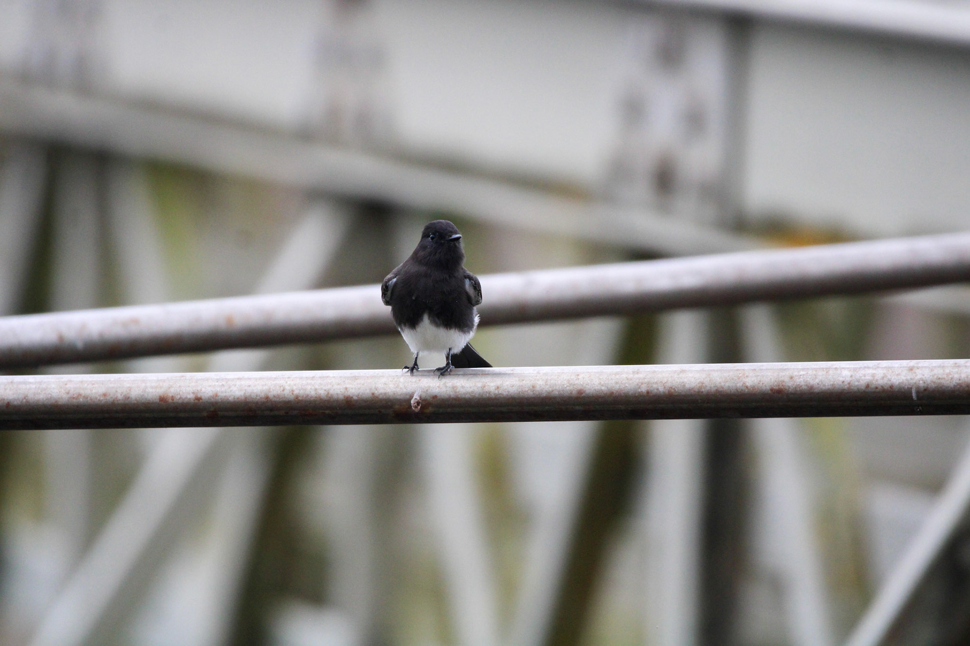 Black Phoebe - Rodeo Lagoon