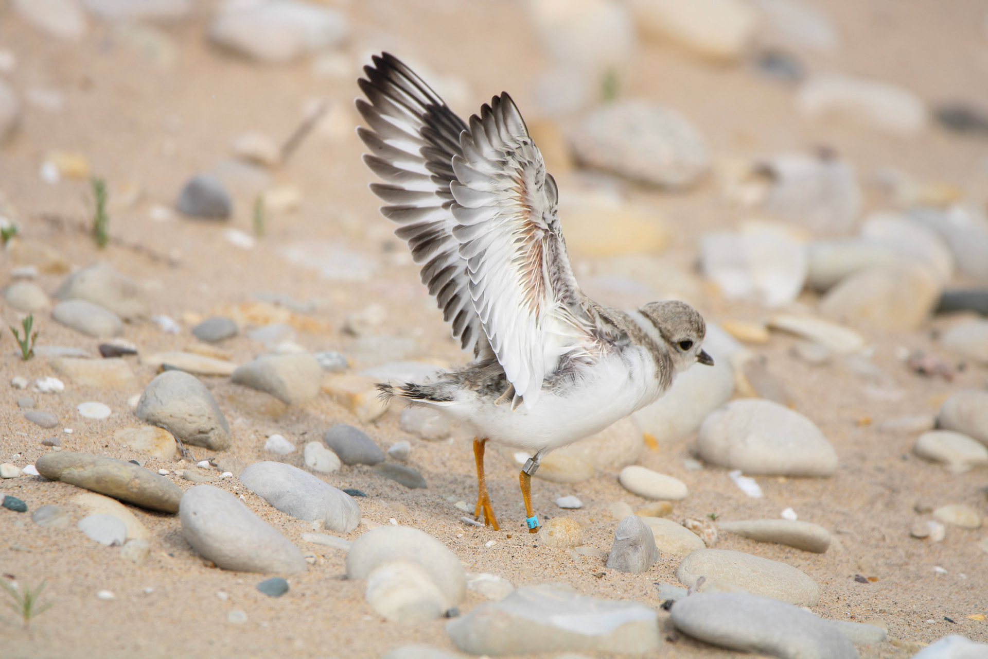 Piping Plover