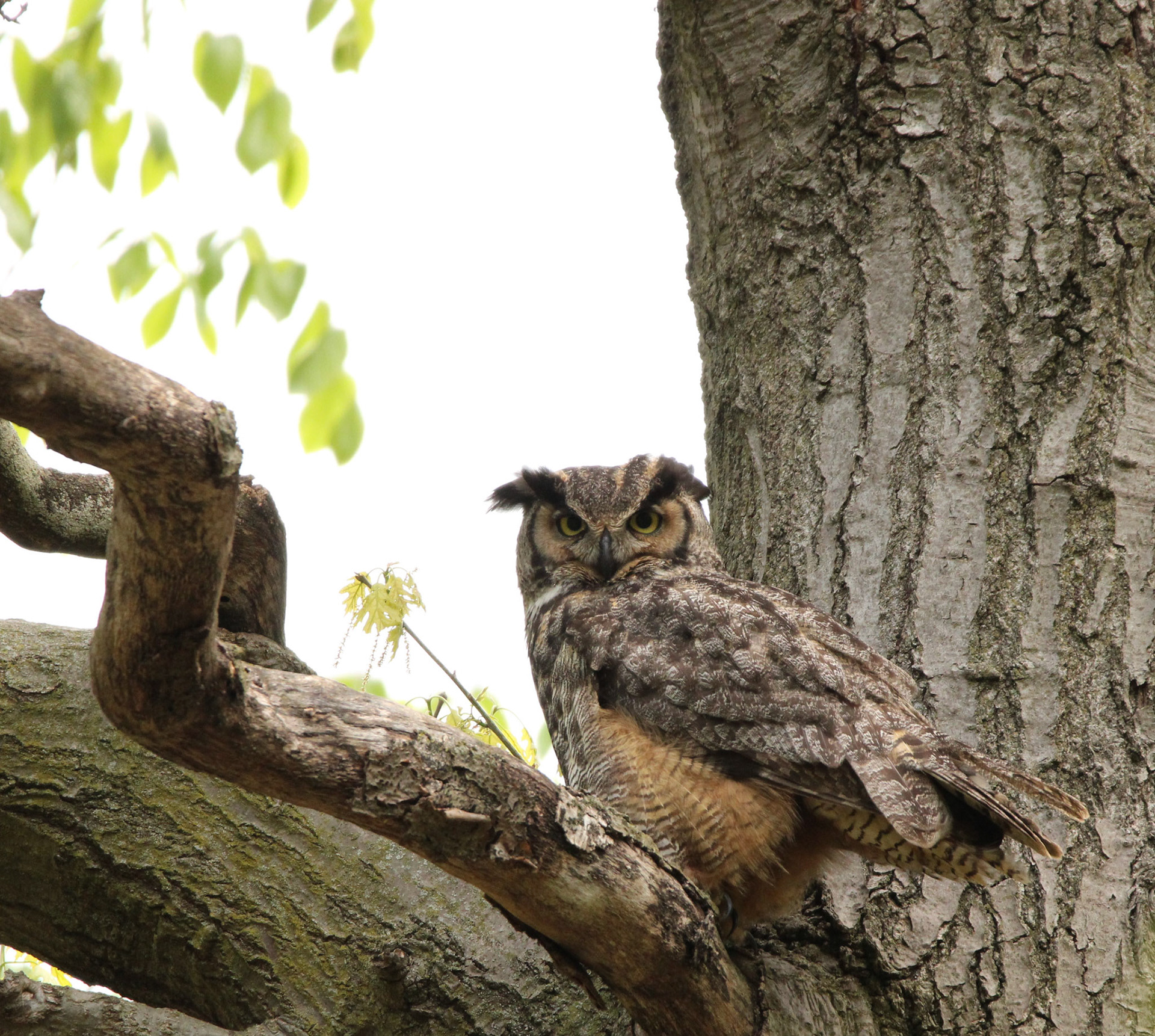 Great Horned Owl