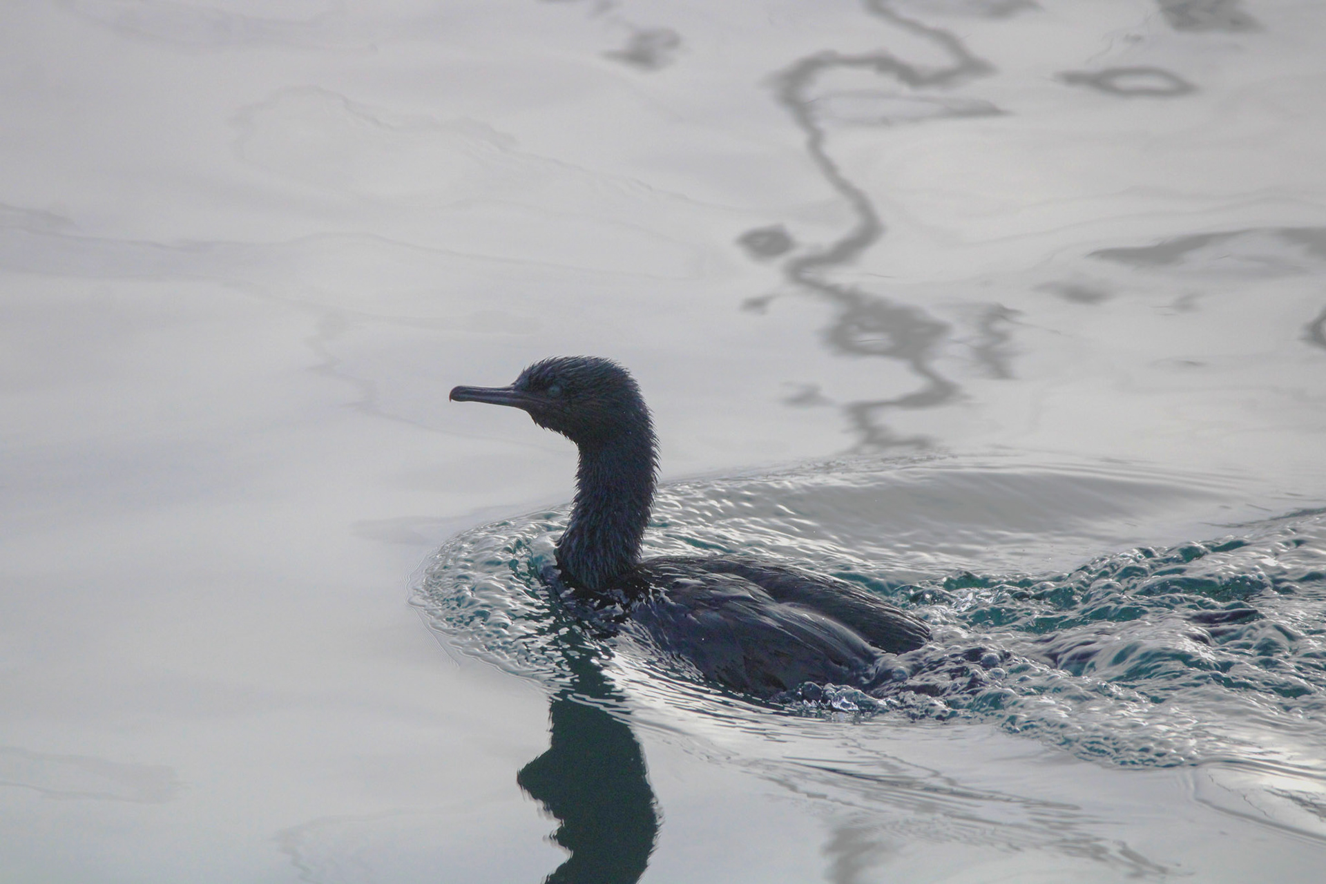 Brandt's Cormorant - Monterey Bay, CA