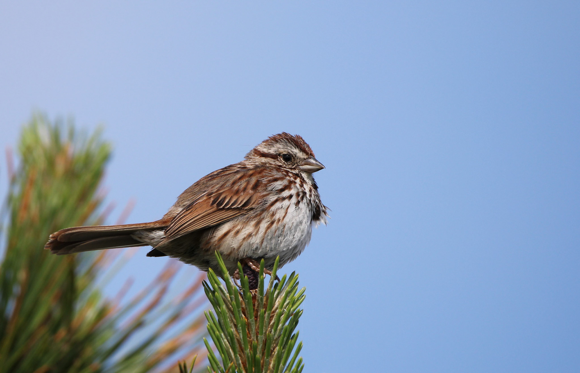 Song Sparrow