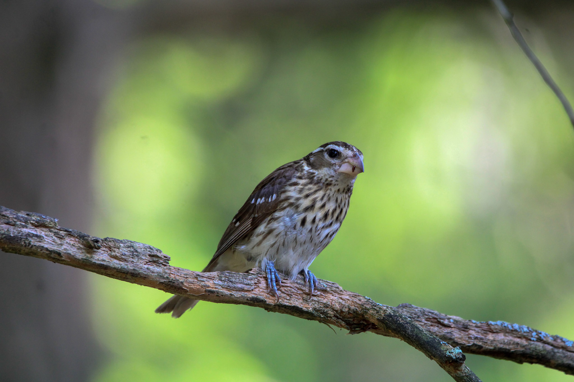 Rose-breasted Grosbeak - Hartwick Pines State Park