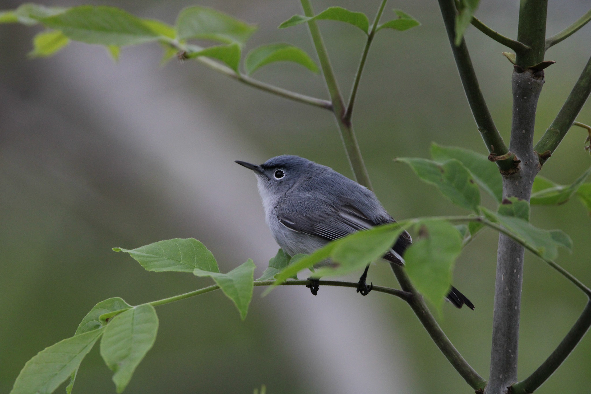 Blue-gray Gnatcatcher