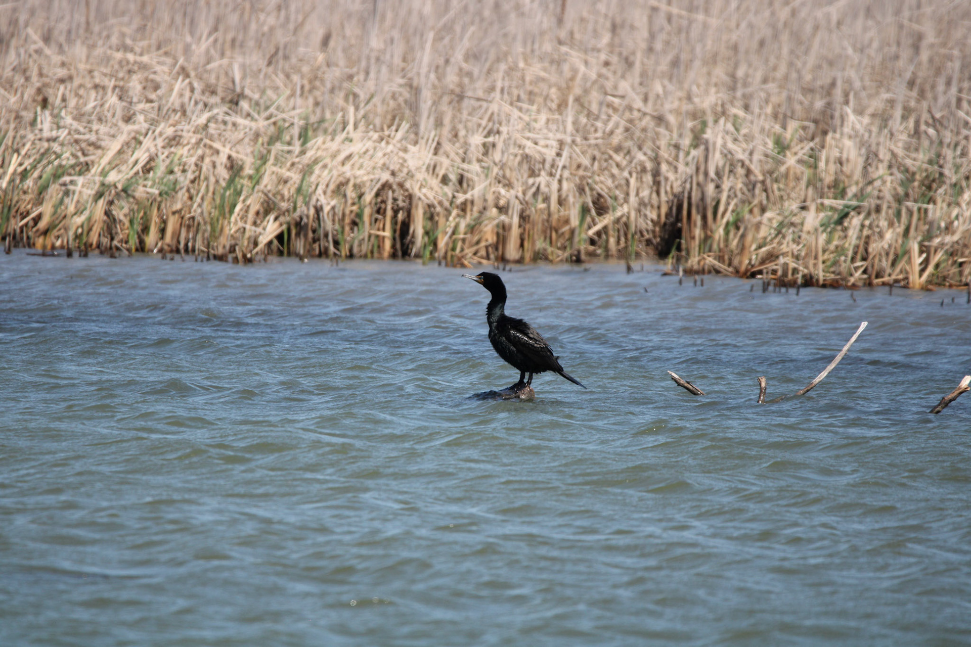 Double-crested Cormorant