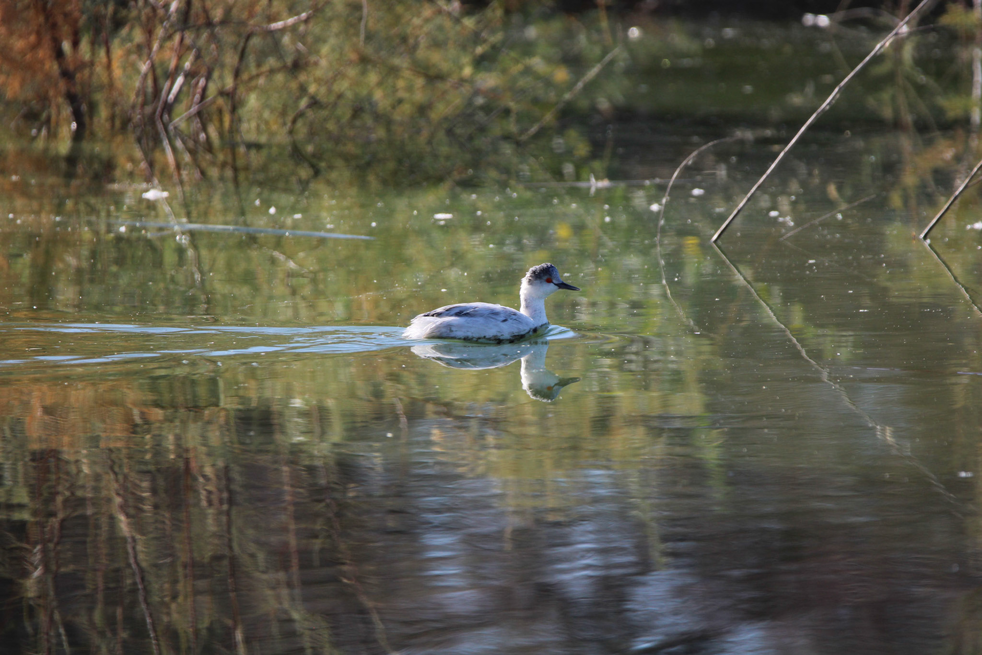 Leucistic Eared Grebe
