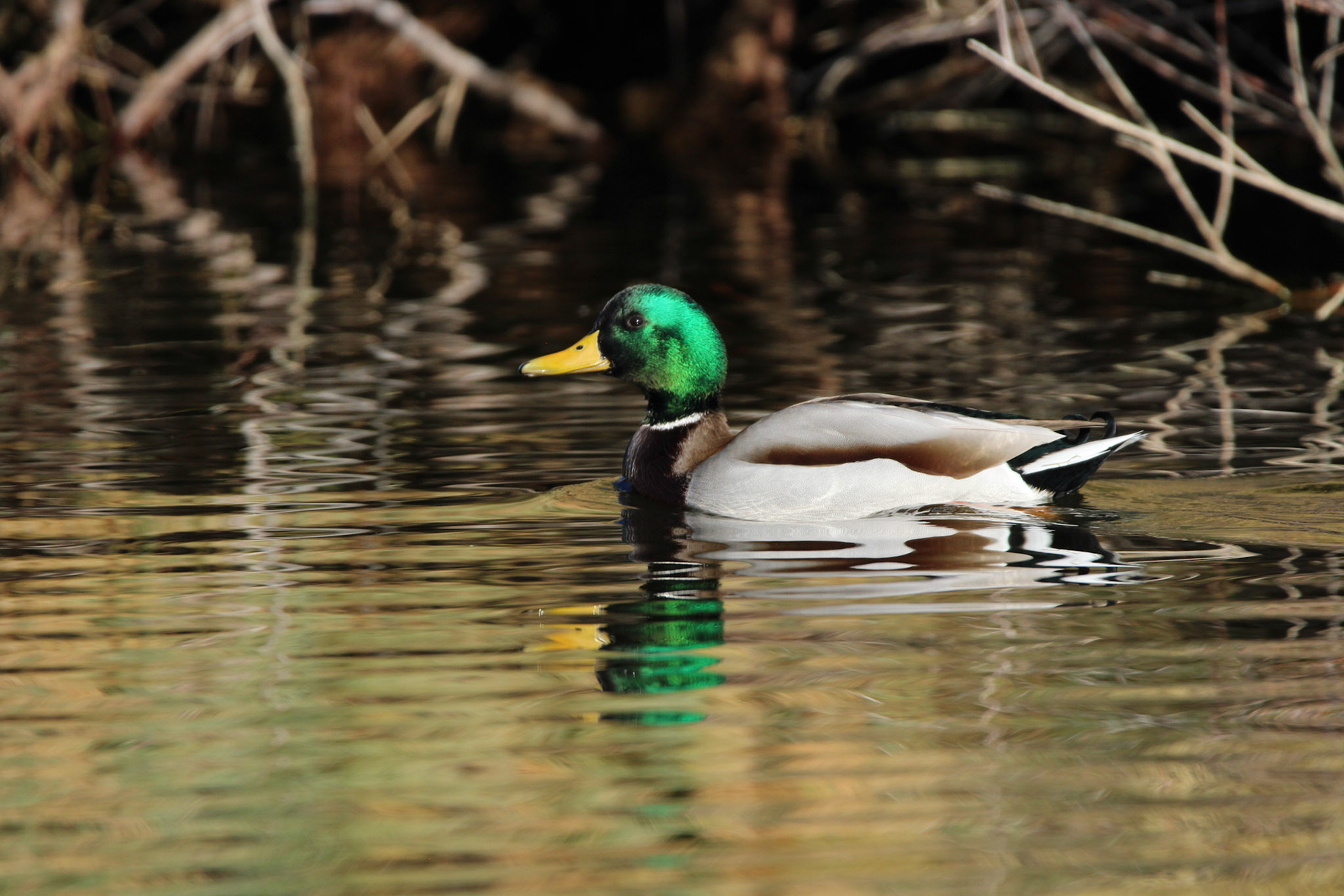 Mallard