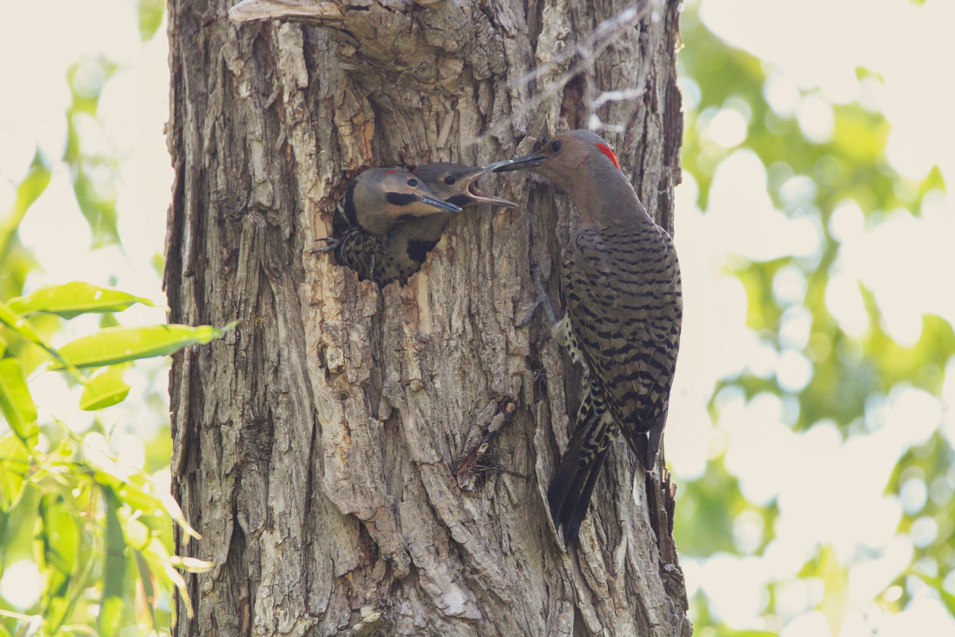Northern Flicker - Sterling State Park