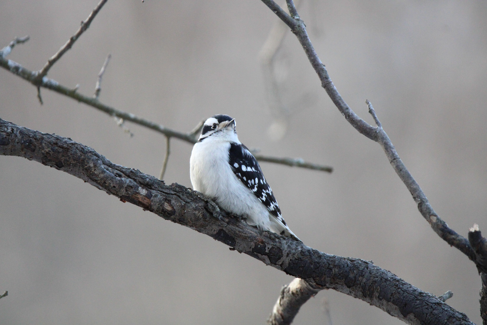 Downy Woodpecker