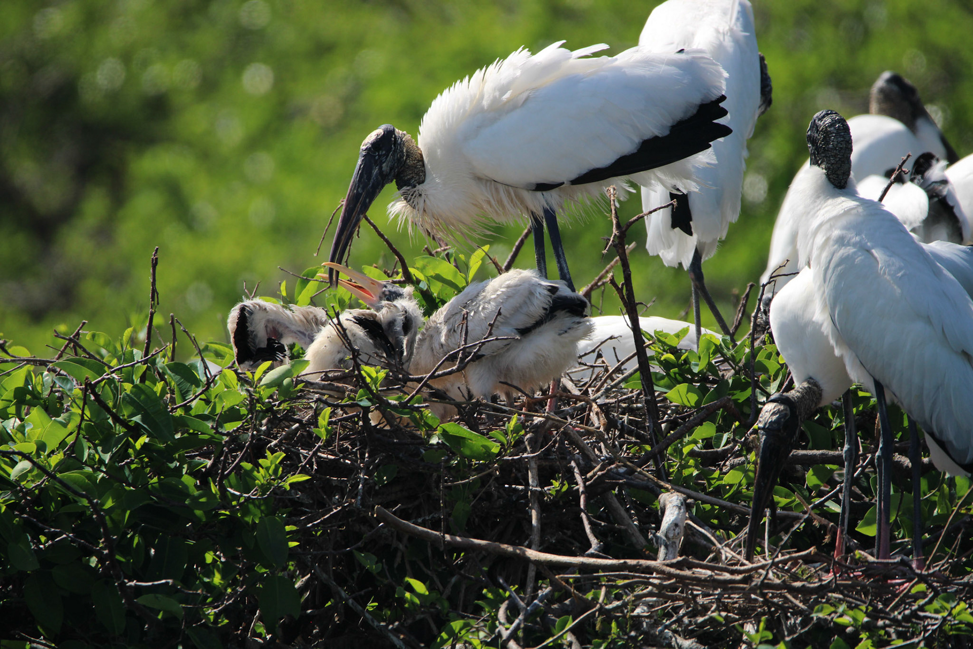 Wood Stork - Wakodahatchee Wetlands