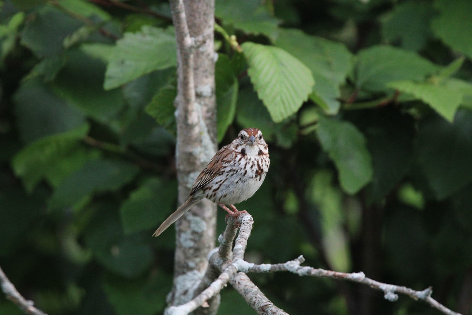 Song Sparrow