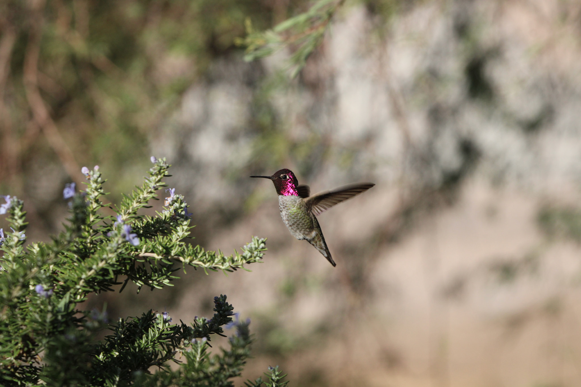Anna's Hummingbird
