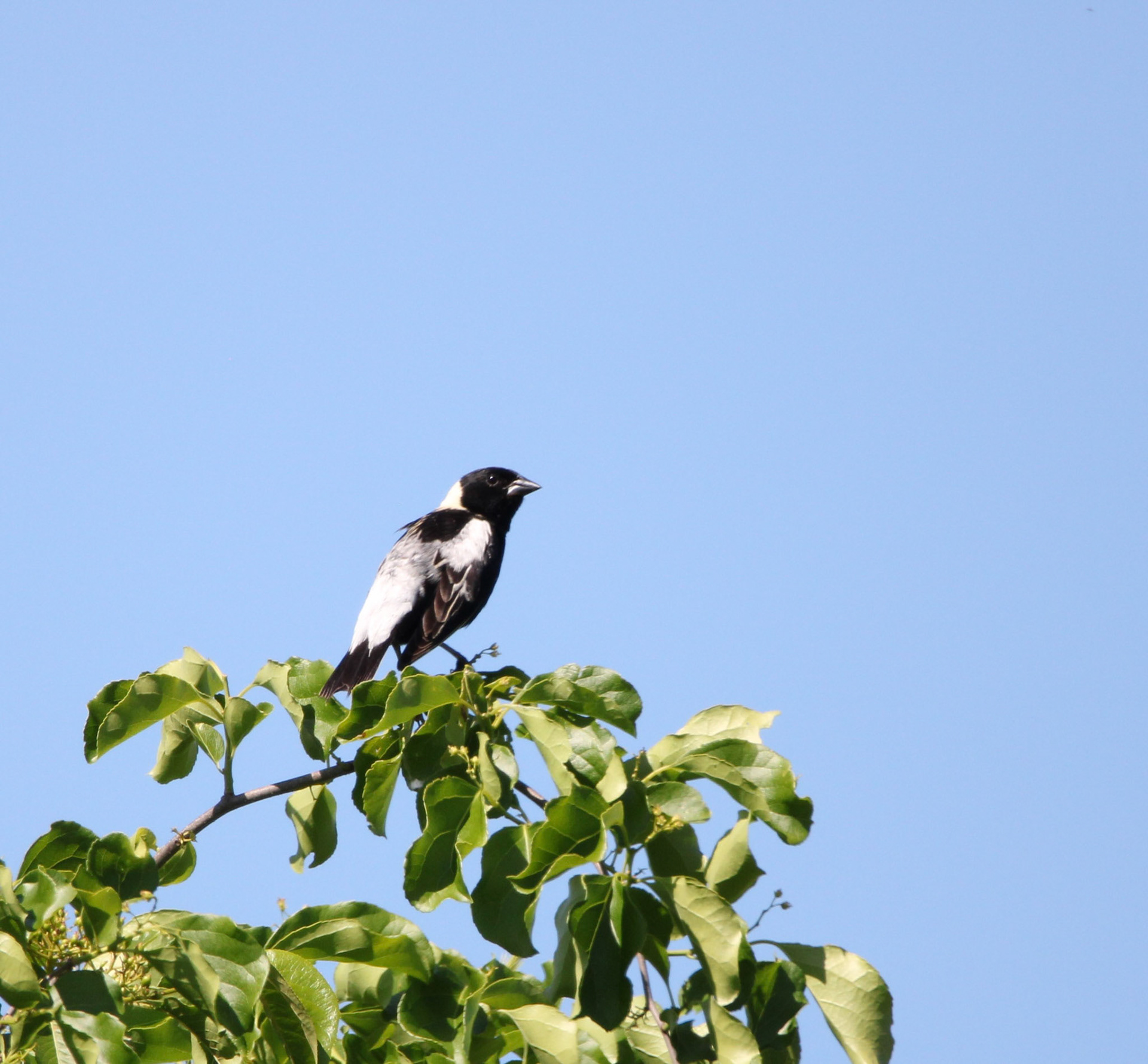 Bobolink