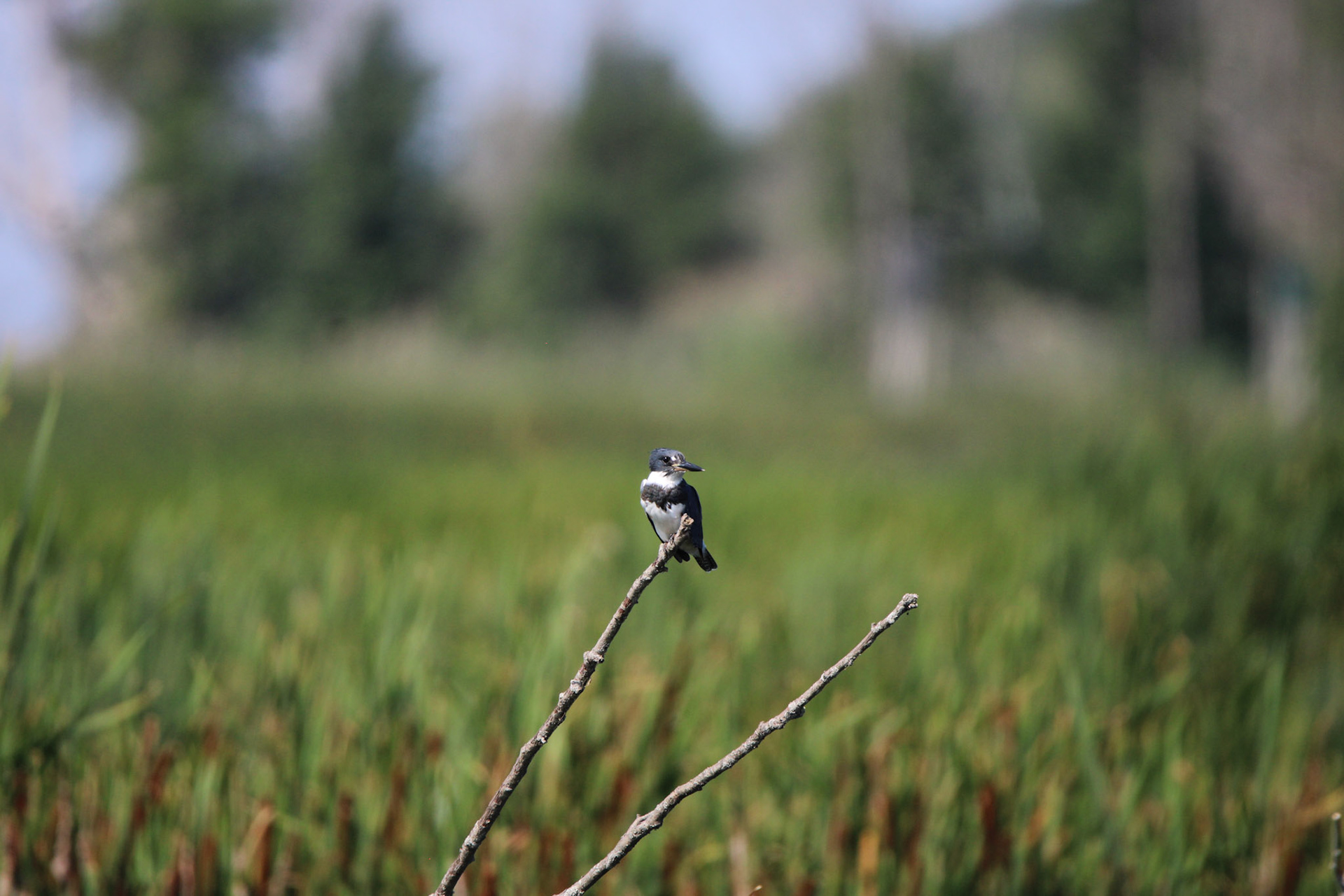 Belted Kingfisher