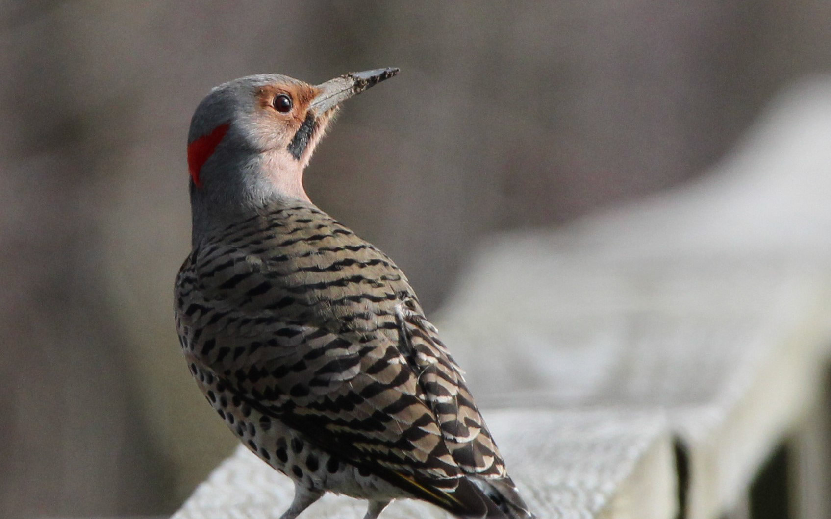 Northern Flicker