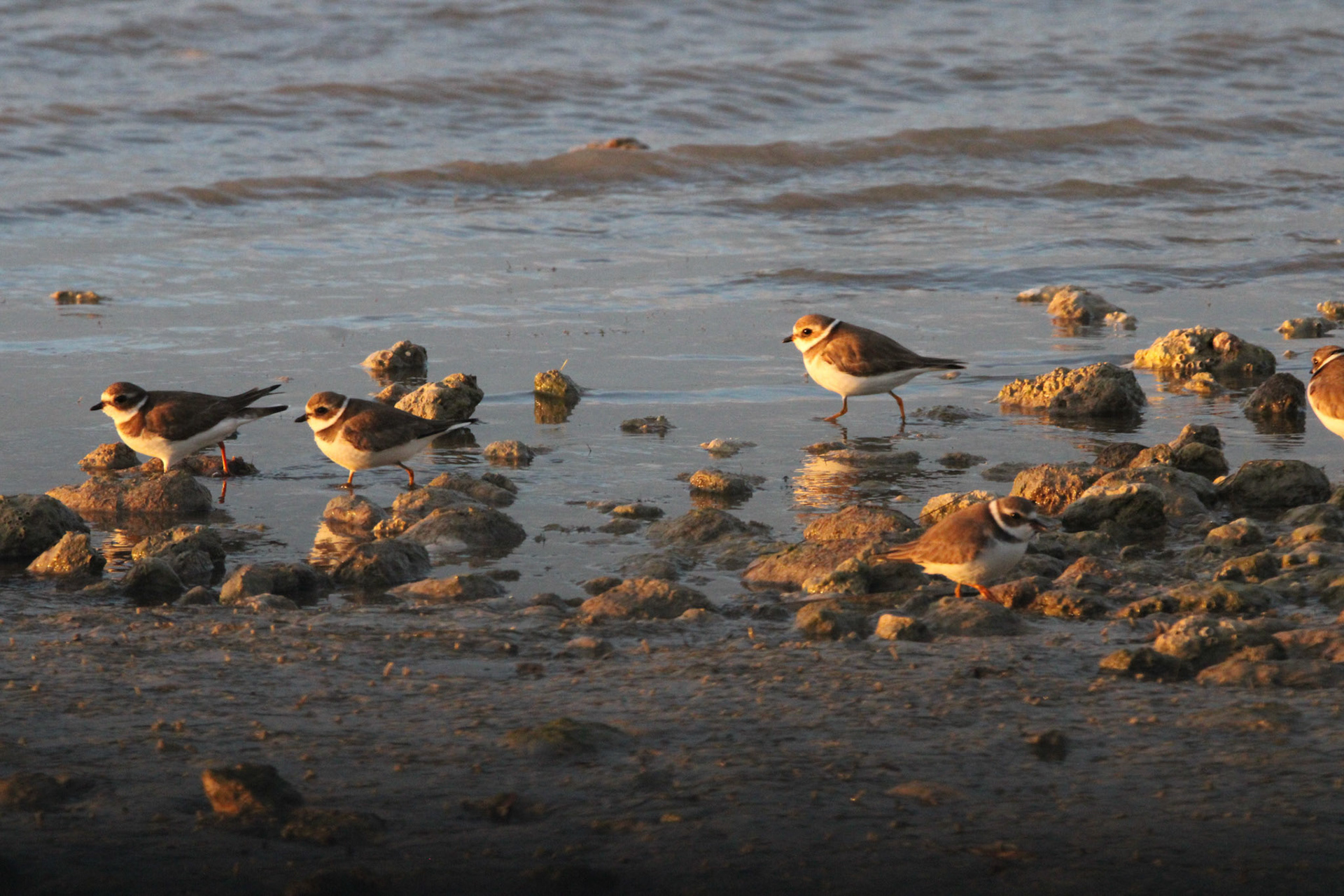 Semipalmated Plover