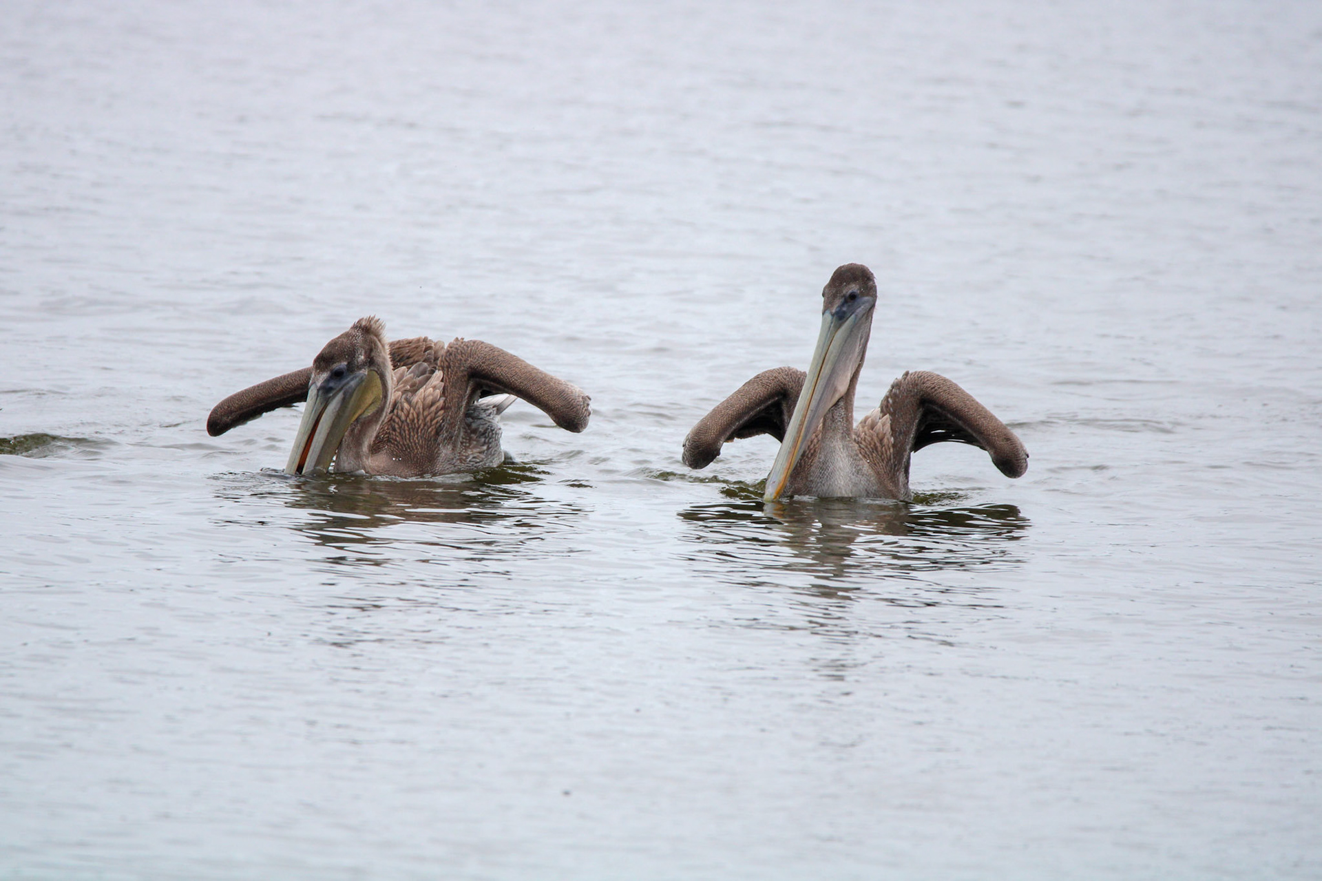 Brown Pelican - Rodeo Lagoon