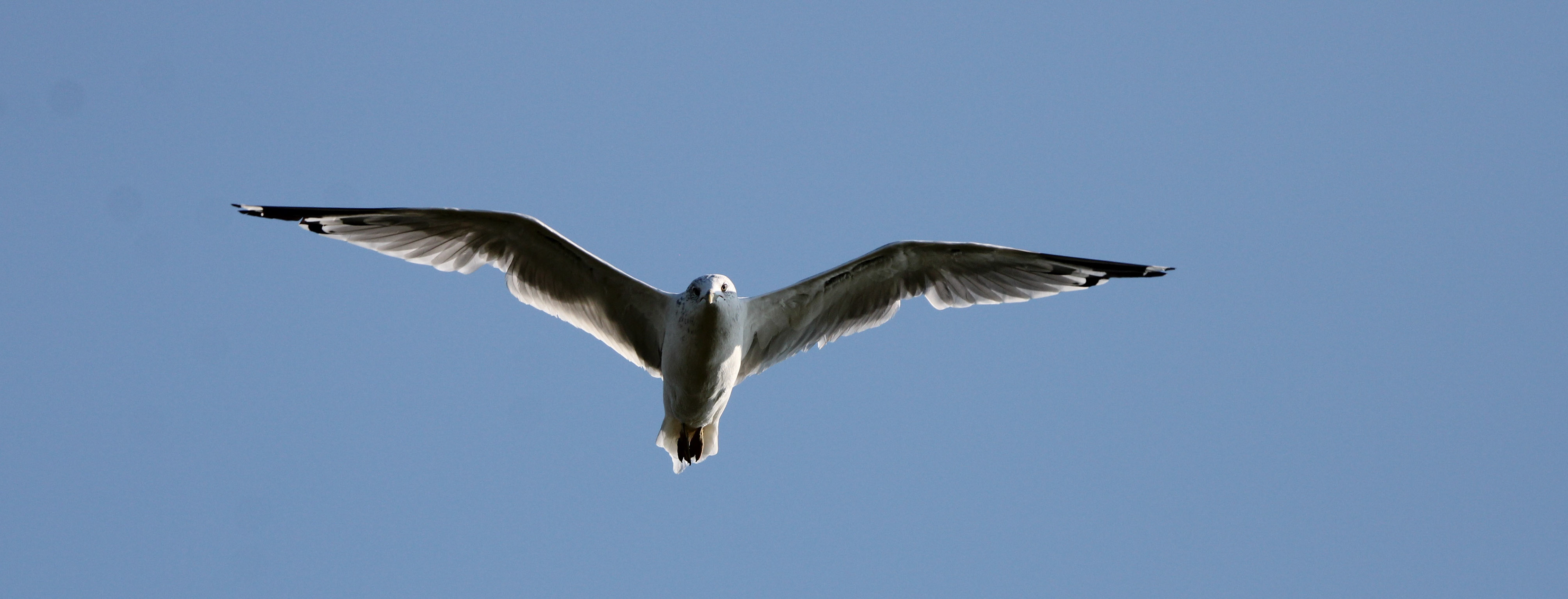 Ring-billed Gull