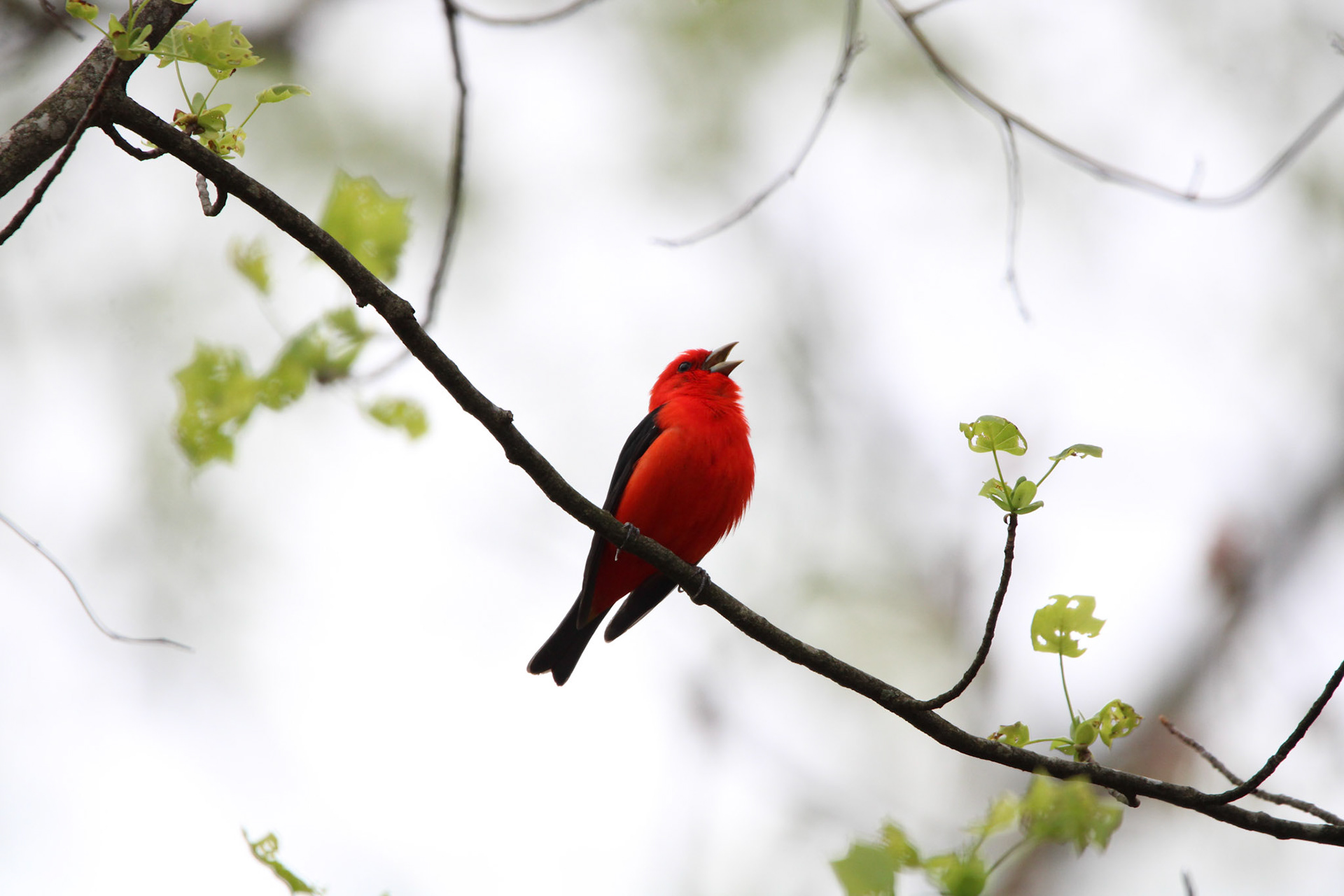 Scarlet Tanager