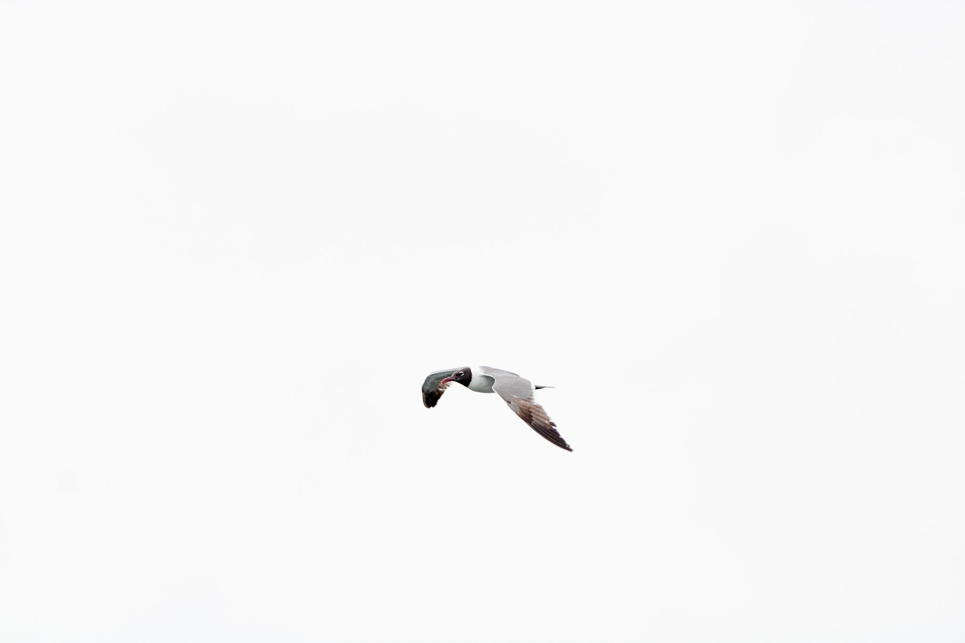 Laughing Gull