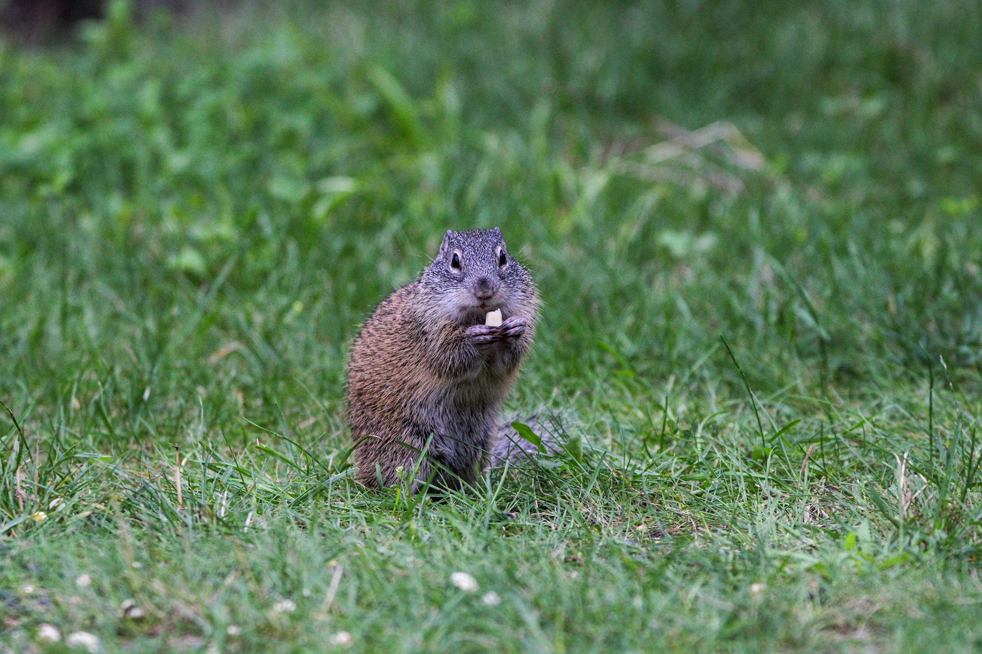 Franklin's Ground Squirrel - Shipwreck Creek Campground