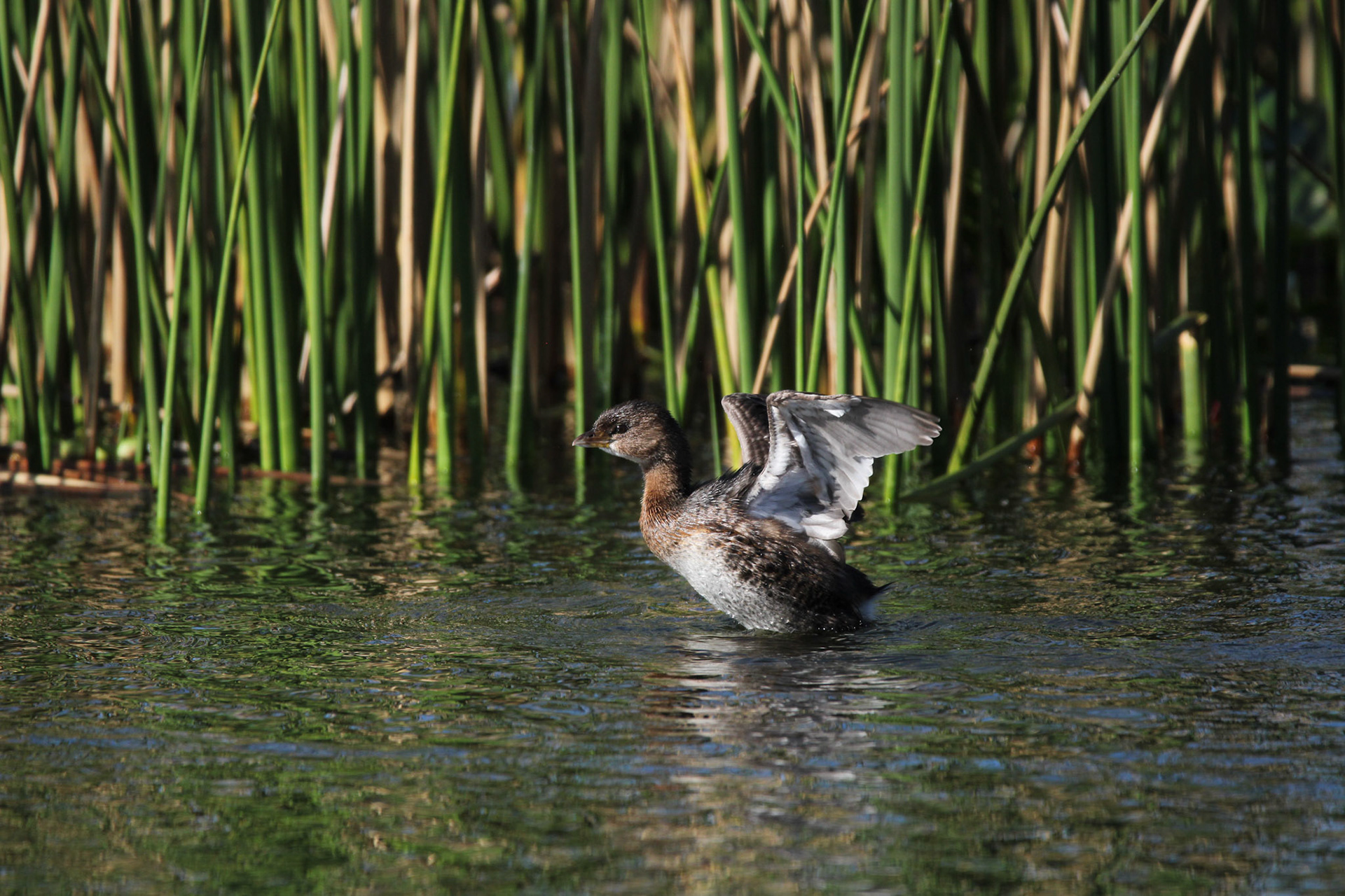 Pied-billed Grebe