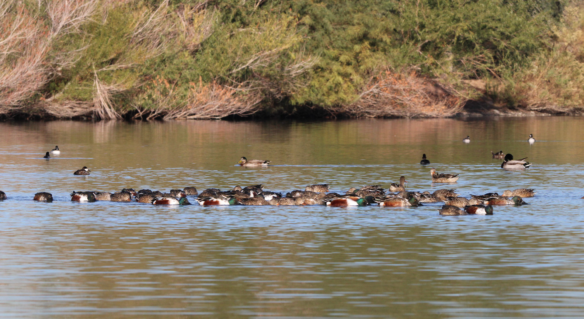 A raft of Northern Shovelers
