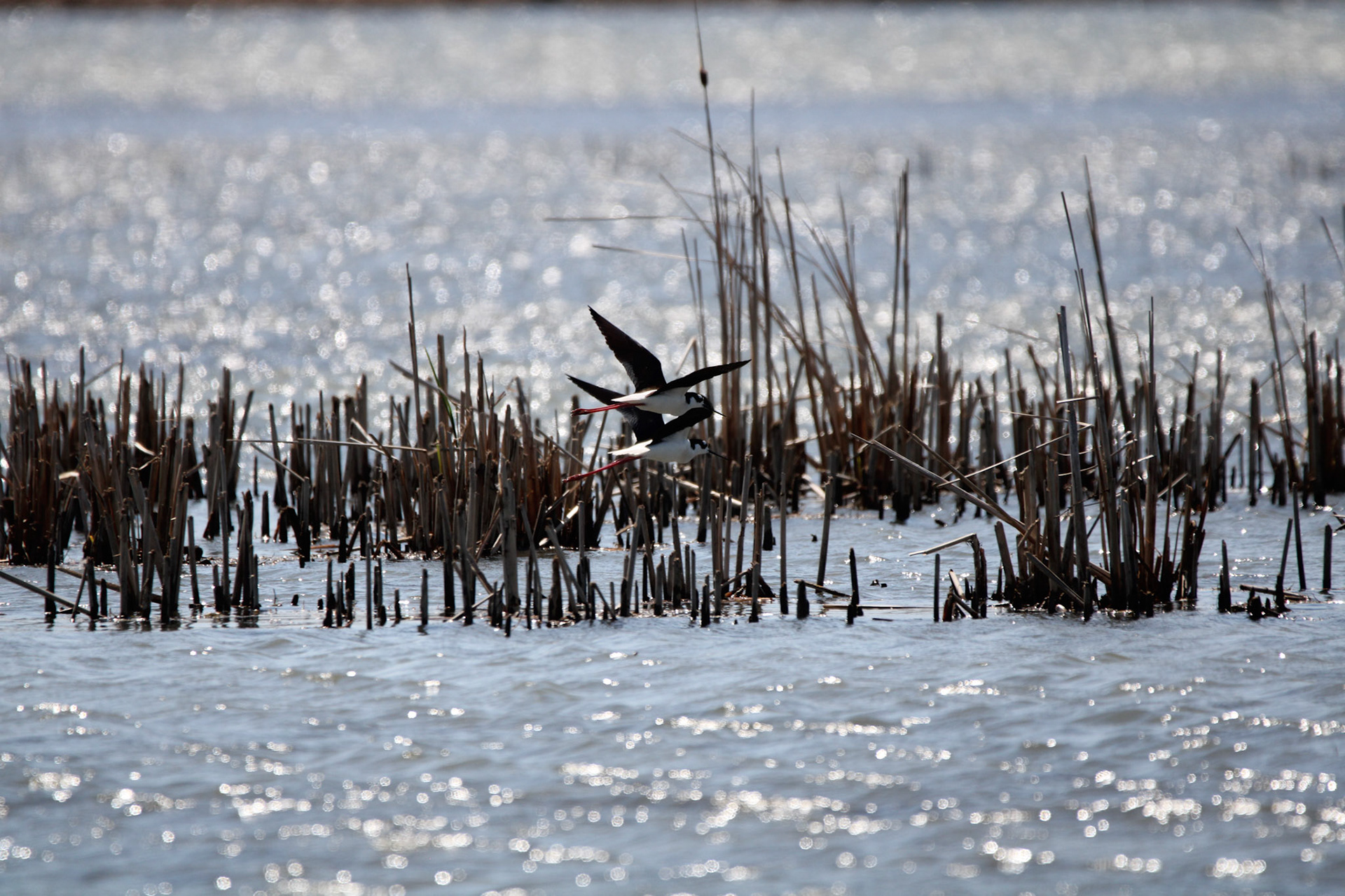 Black-necked Stilt