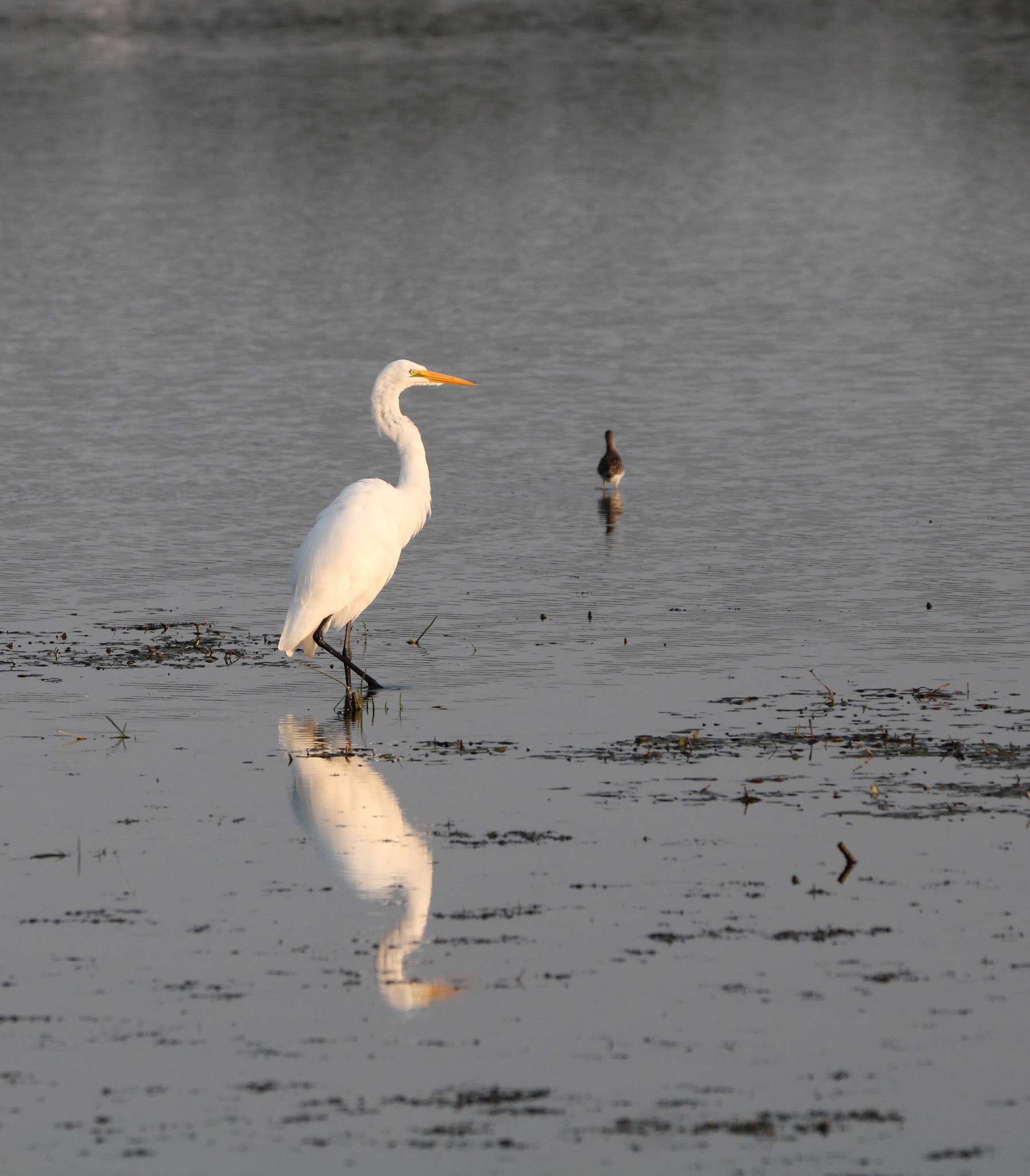 Great Egret