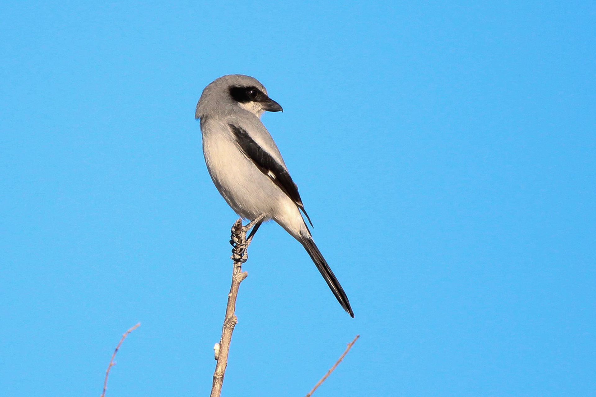 Loggerhead Shrike