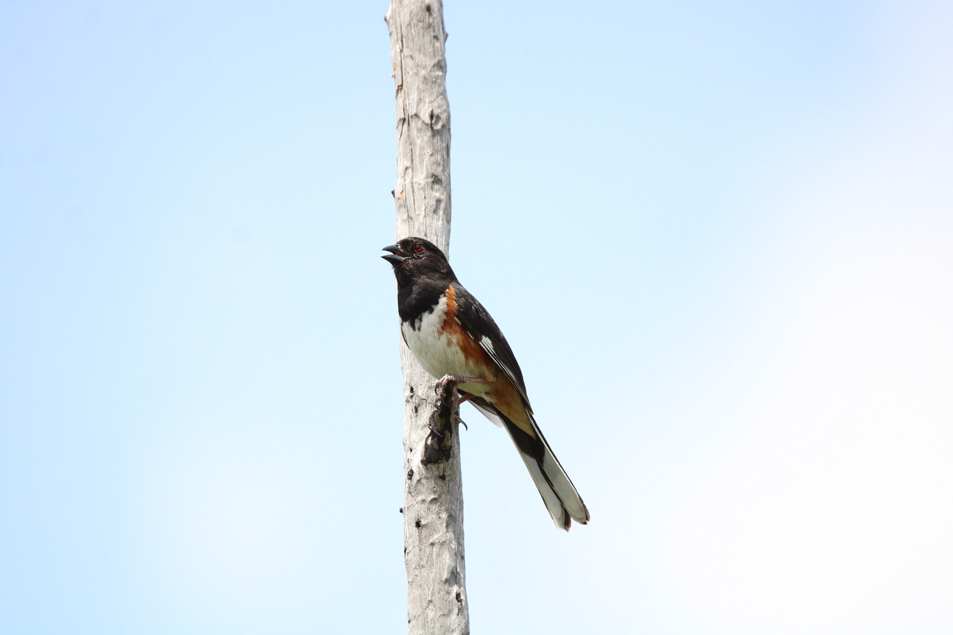Eastern Towhee