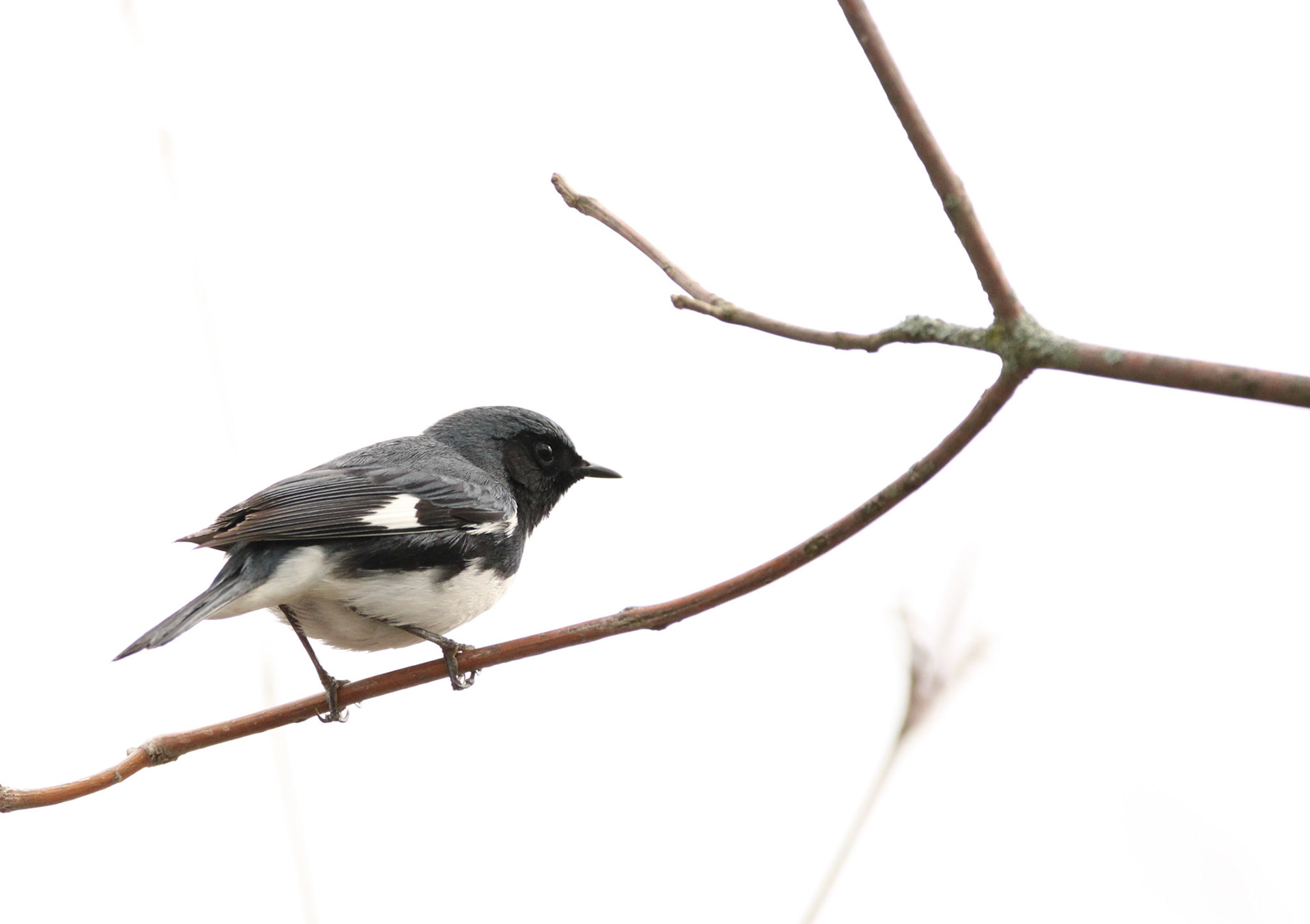 Black-throated Blue Warbler