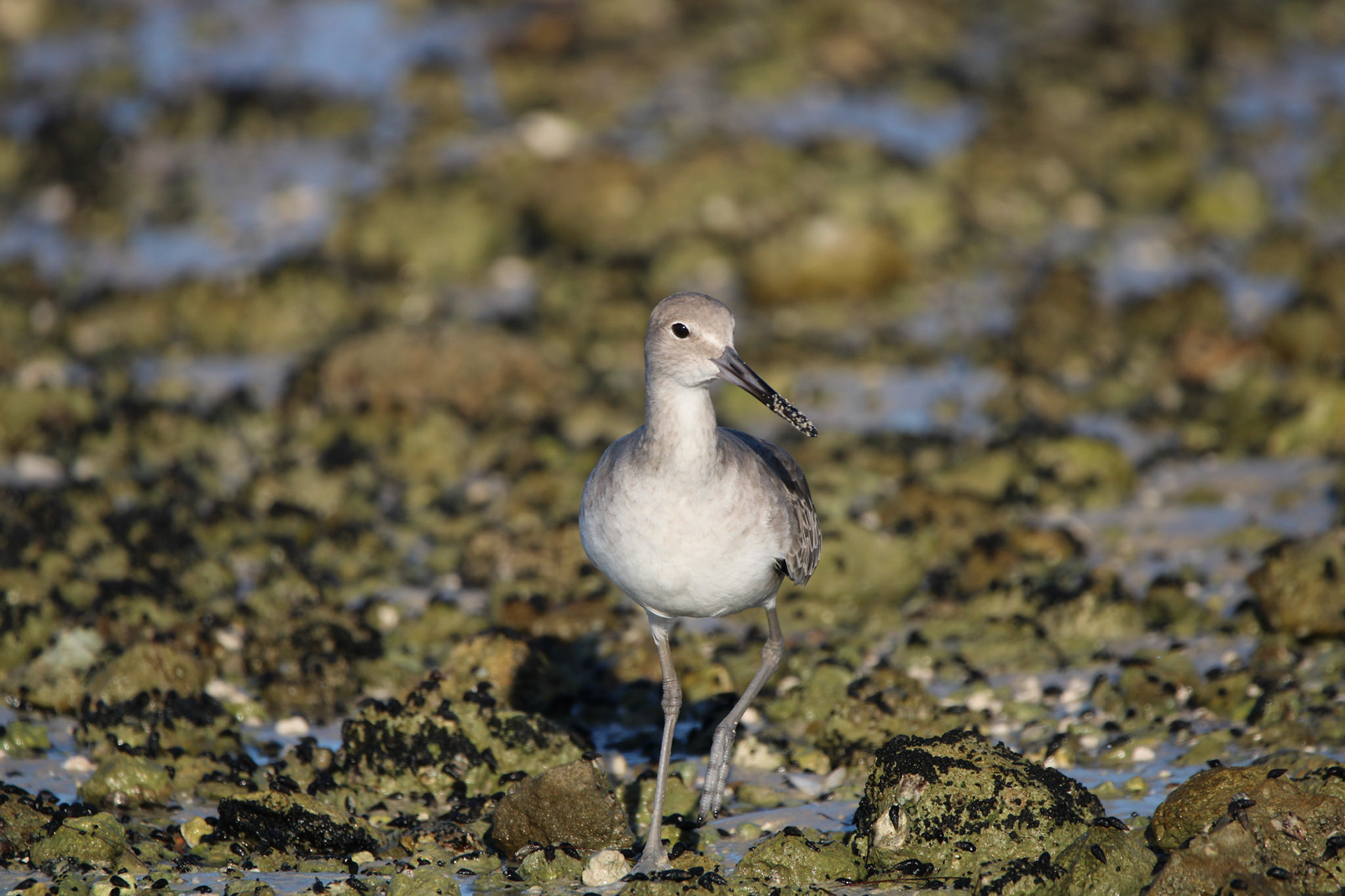 Willet