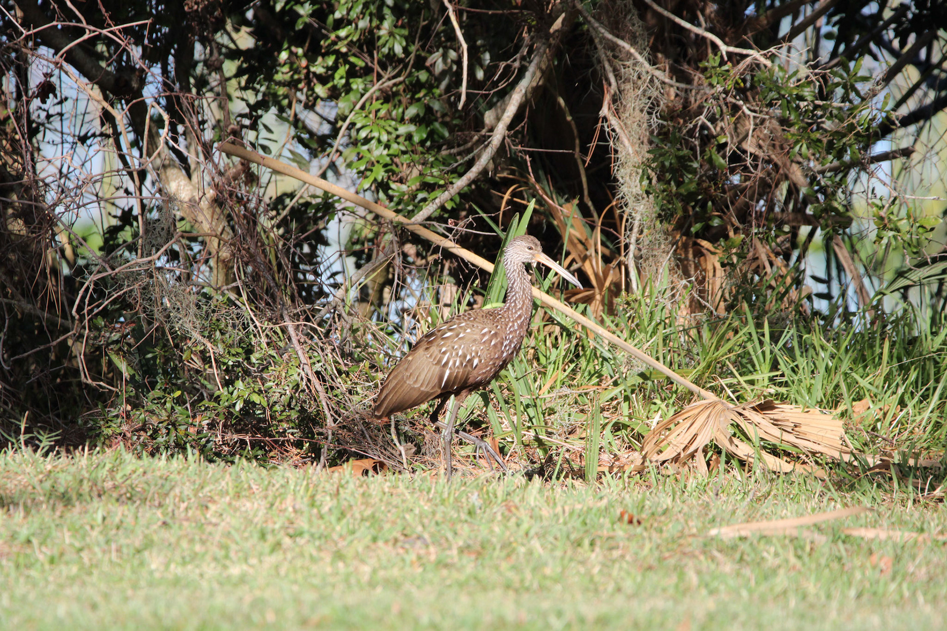 Limpkin