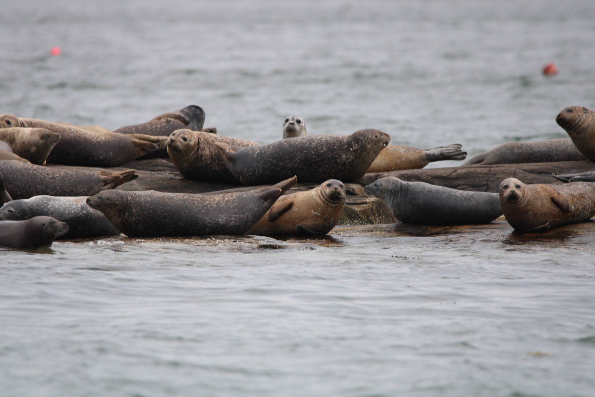 Harbor Seal by Ryan