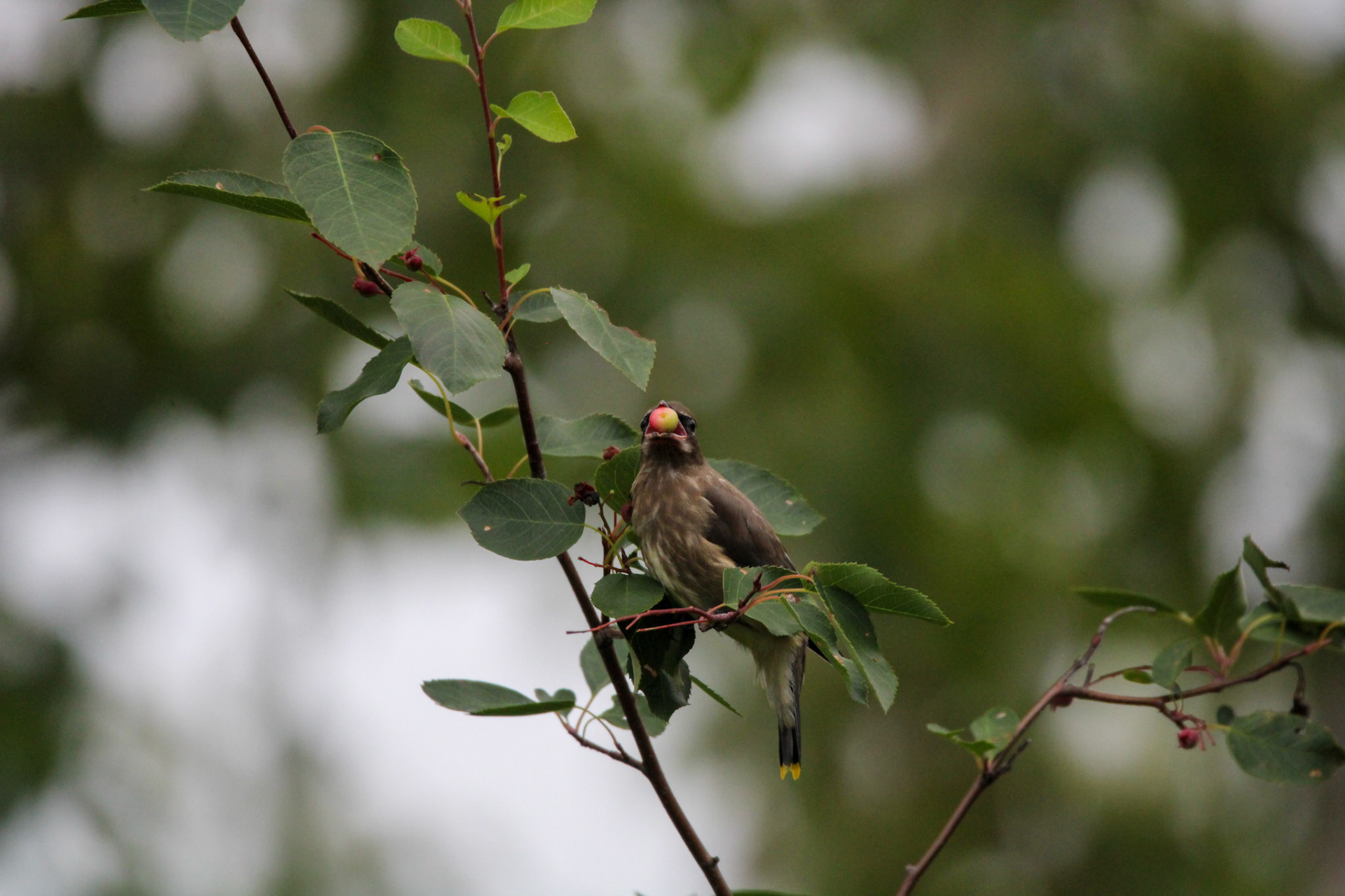 Cedar Waxwing - Shipwreck Creek Campground