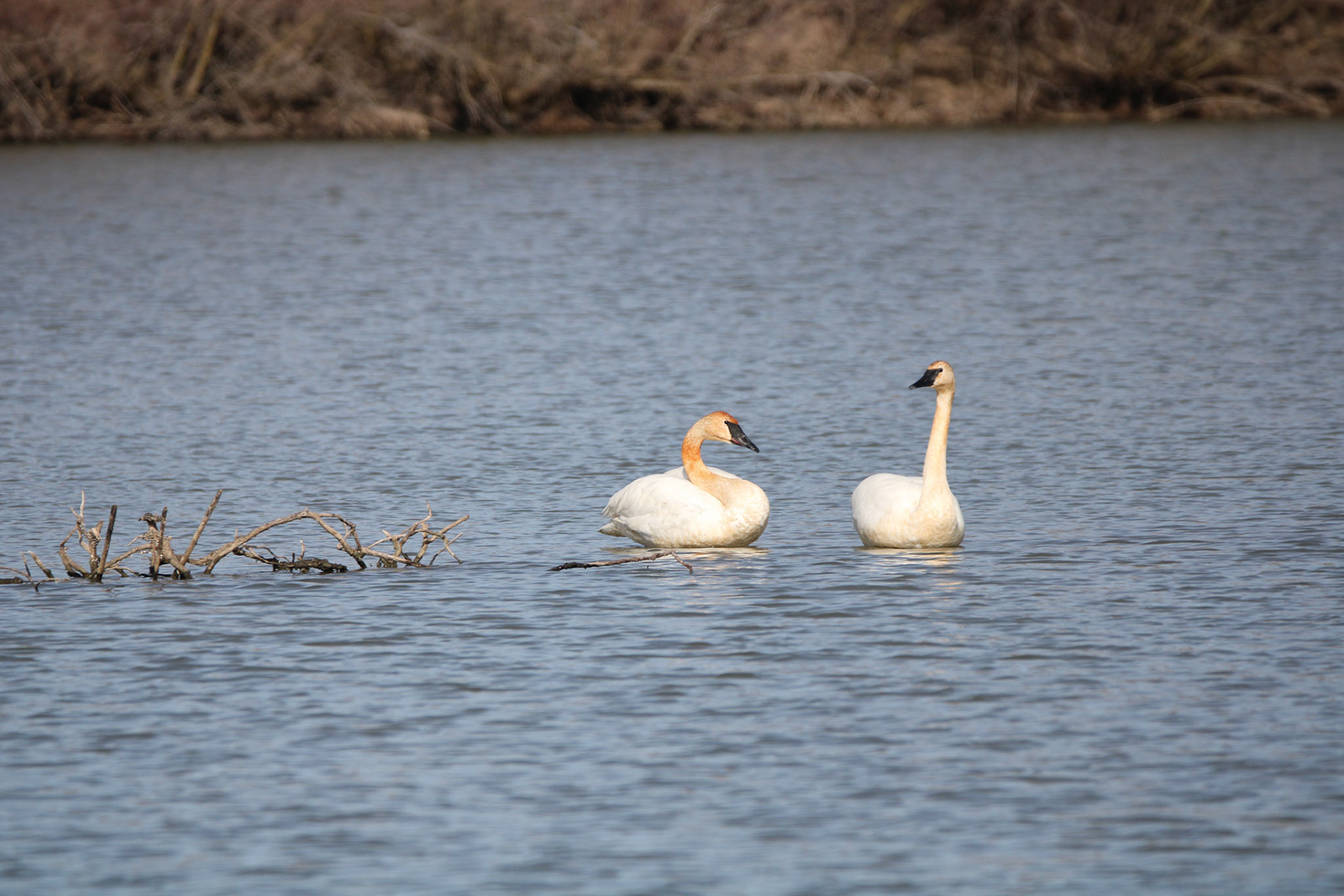 Trumpeter Swans